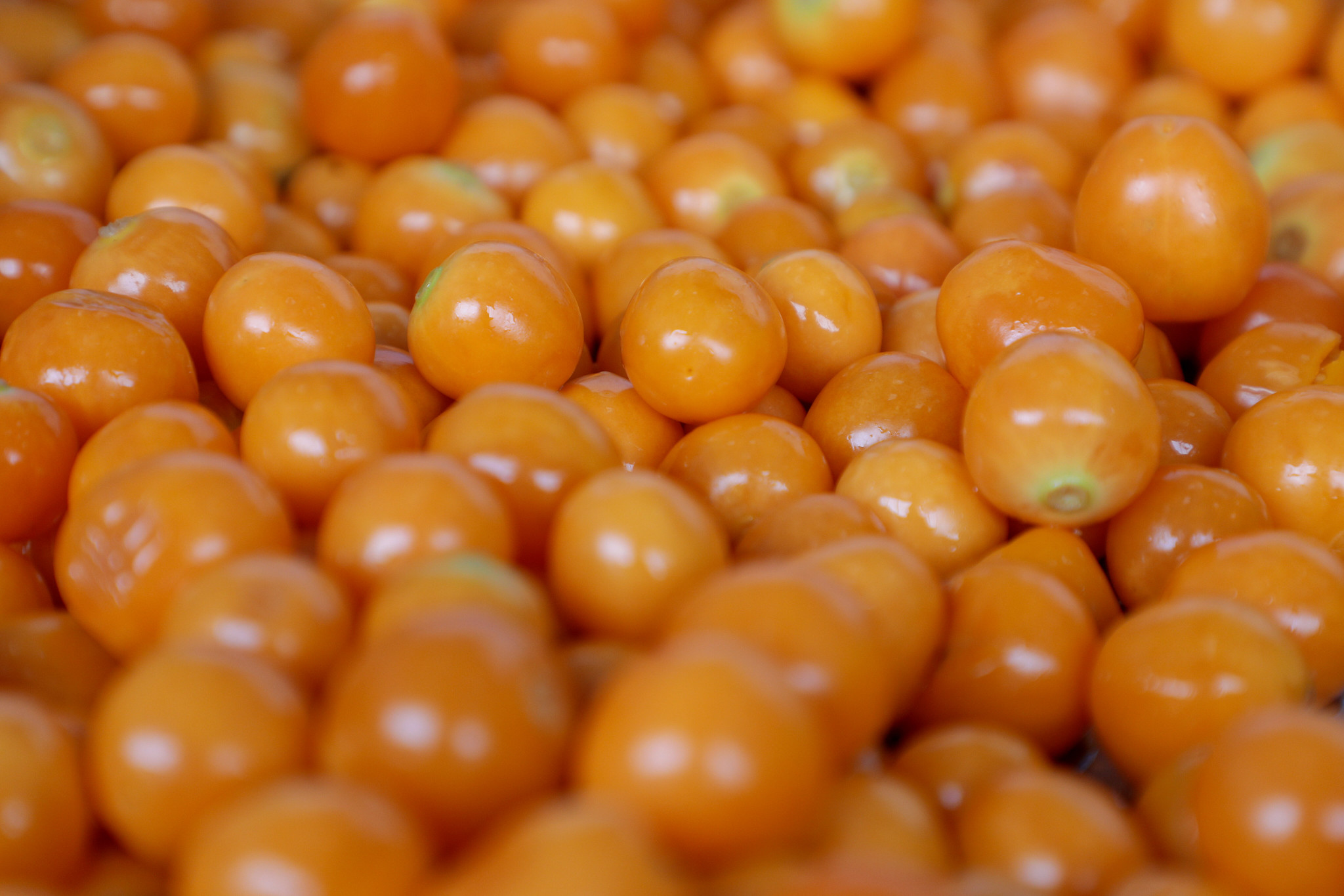 Free download high resolution image - free image free photo free stock image public domain picture -Cherry tomato