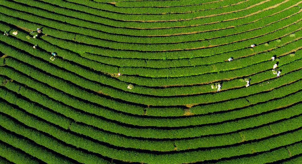 Free download high resolution image - free image free photo free stock image public domain picture  Beautiful Tam Chau green tea hill farm