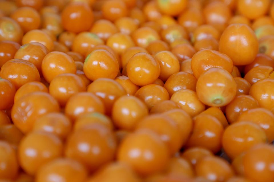 Free download high resolution image - free image free photo free stock image public domain picture  Cherry tomato