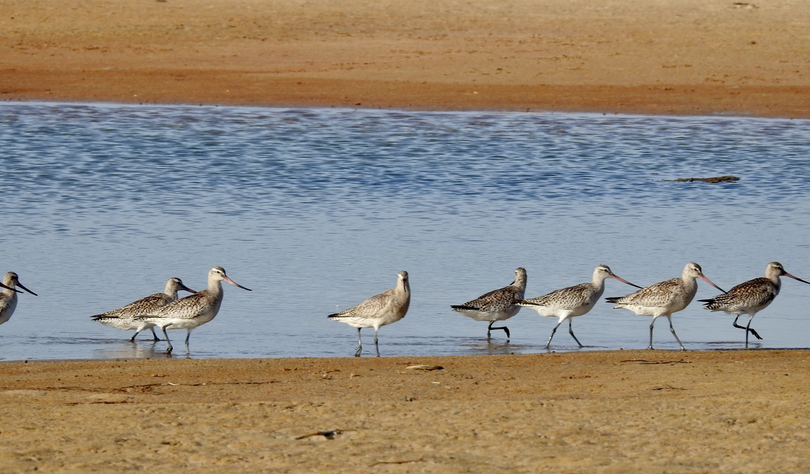 Free download high resolution image - free image free photo free stock image public domain picture -Bar tailed godwits