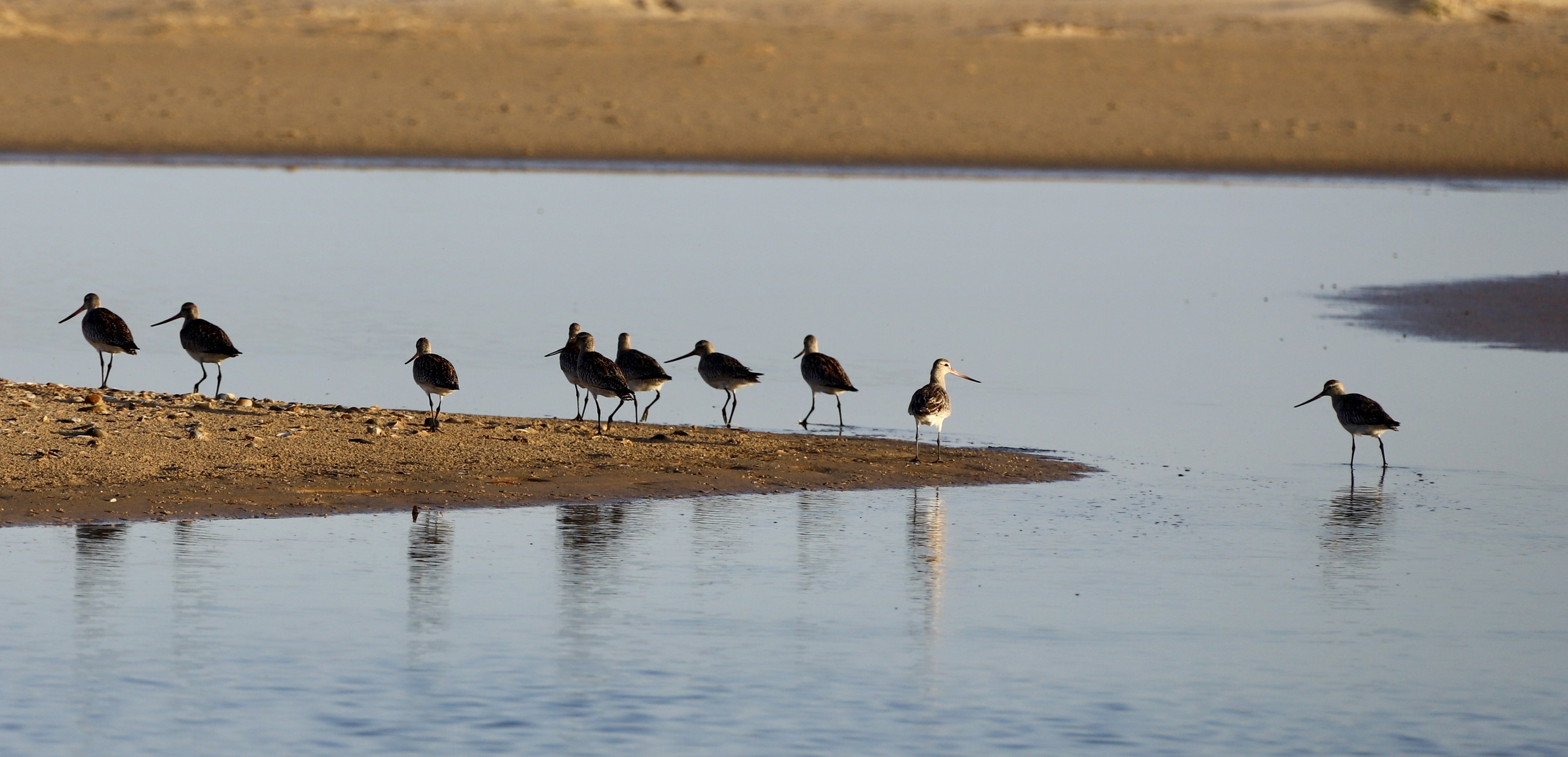 Free download high resolution image - free image free photo free stock image public domain picture -Bar tailed godwits