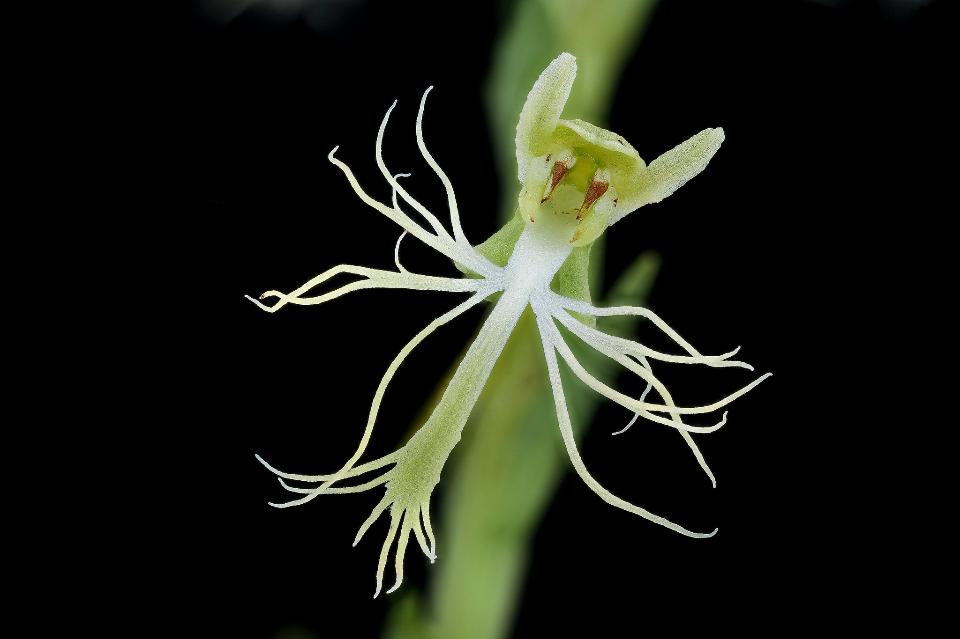 Free download high resolution image - free image free photo free stock image public domain picture  Green-fringed Orchid