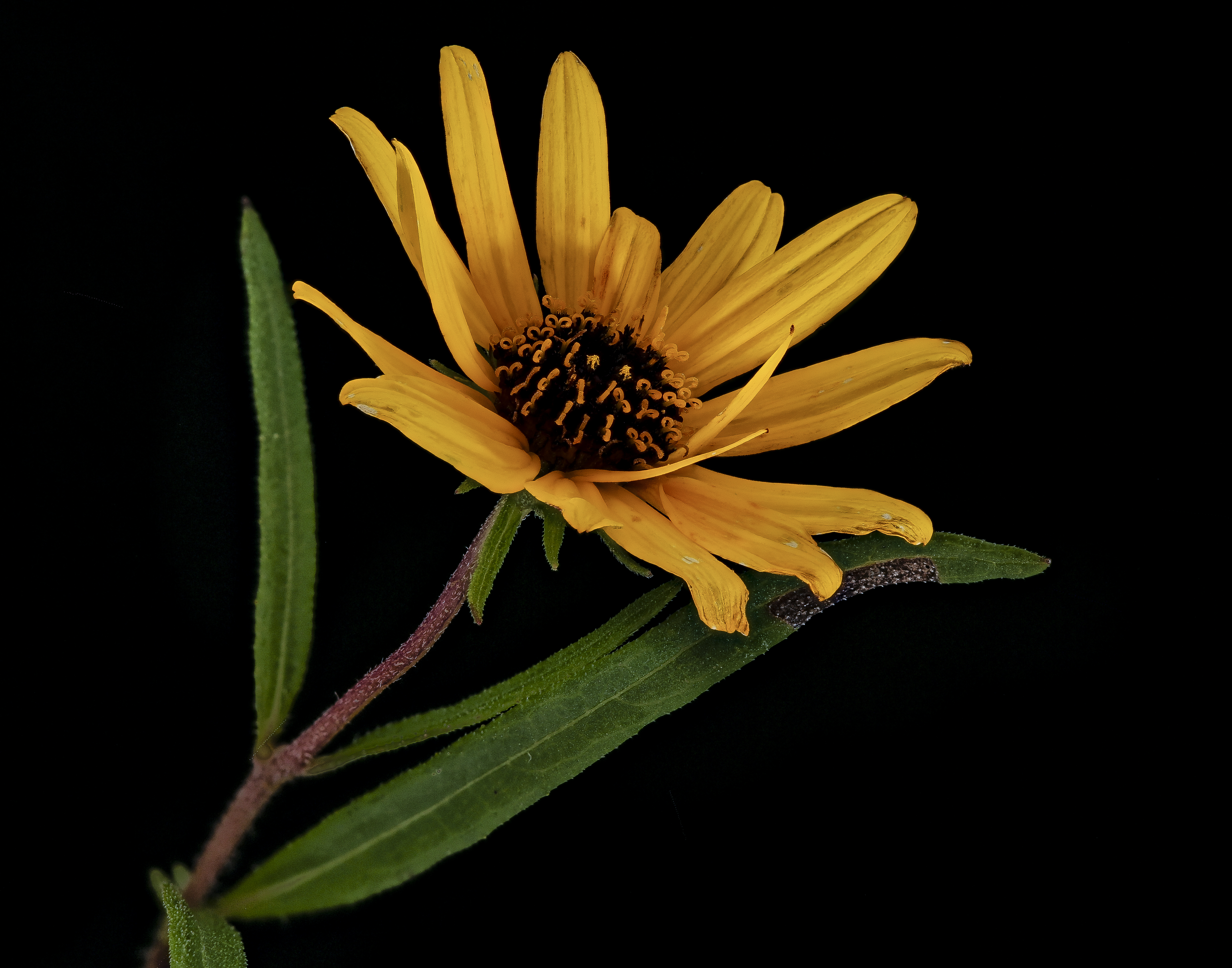 Free download high resolution image - free image free photo free stock image public domain picture -Helianthus angustifolius Linnaeus, Swamp Sunflower