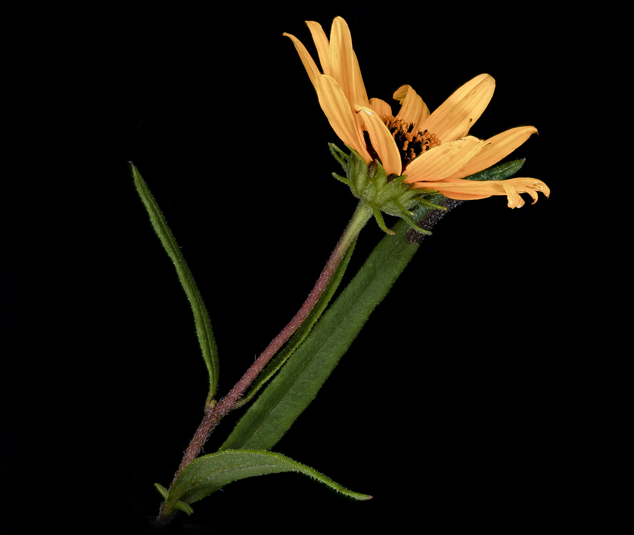 Free download high resolution image - free image free photo free stock image public domain picture -Helianthus angustifolius Linnaeus, Swamp Sunflower