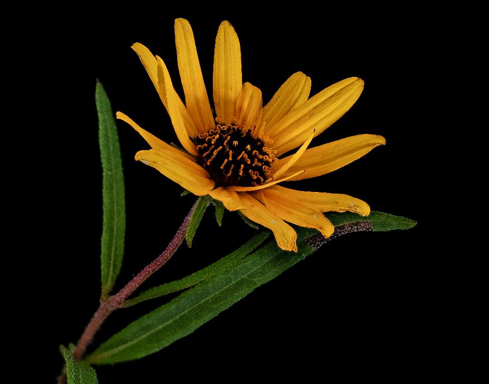 Free download high resolution image - free image free photo free stock image public domain picture  Helianthus angustifolius Linnaeus, Swamp Sunflower