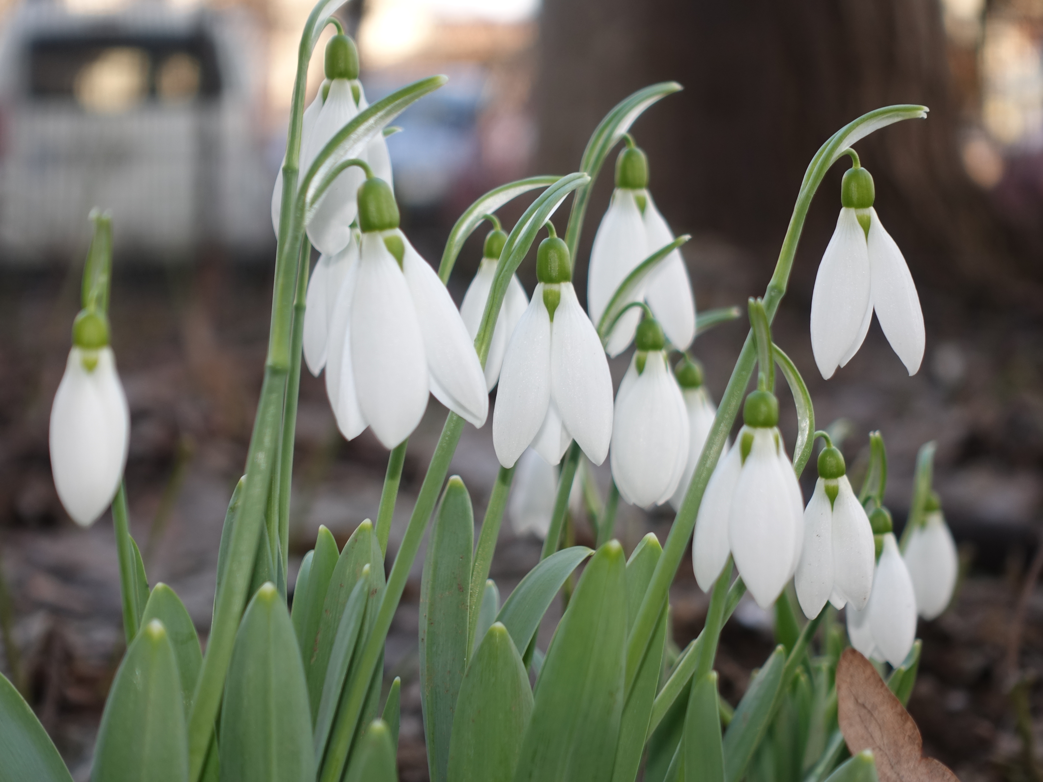 Free download high resolution image - free image free photo free stock image public domain picture -snowdrop flowers