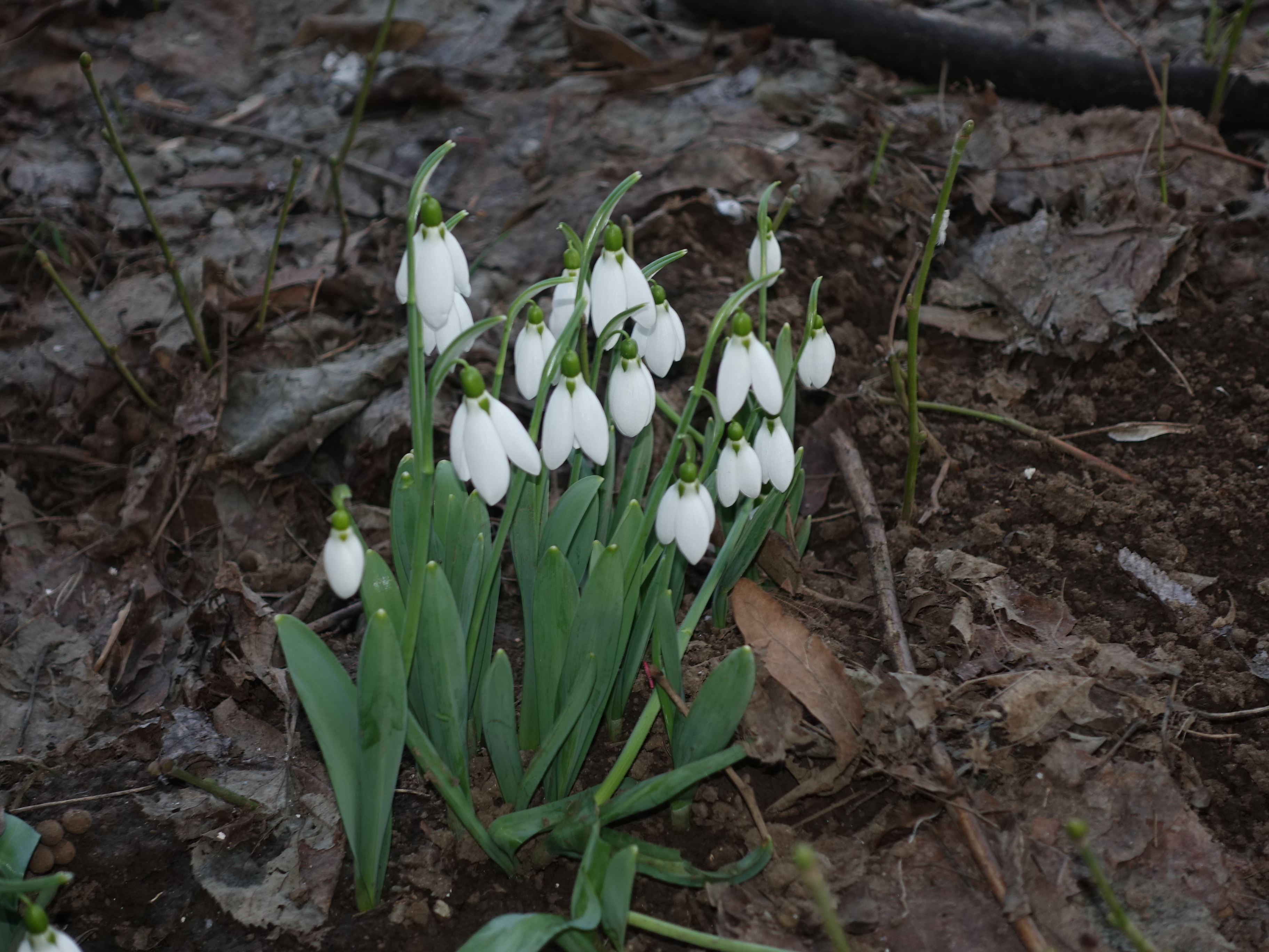 Free download high resolution image - free image free photo free stock image public domain picture -snowdrop flowers