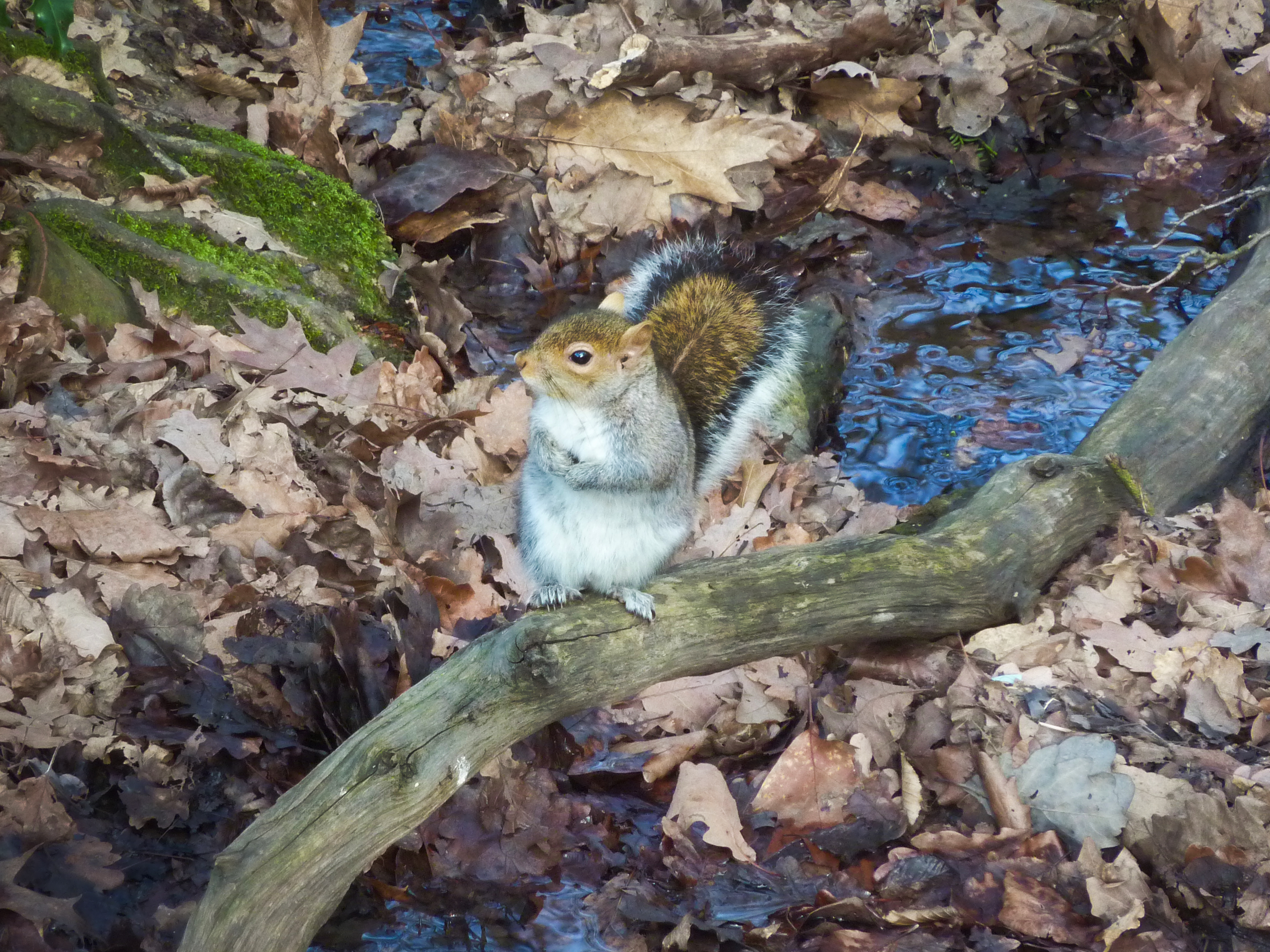 Free download high resolution image - free image free photo free stock image public domain picture -Silver squirrel sitting on a brunch