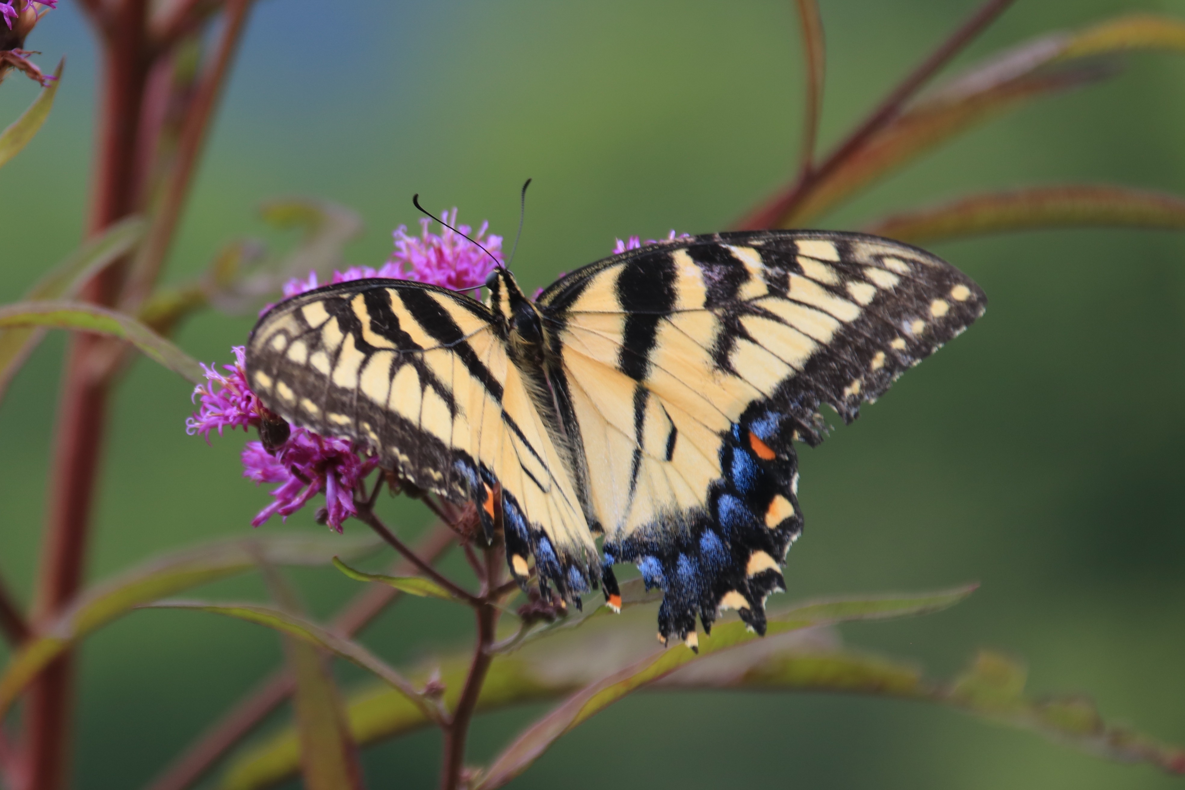 Free download high resolution image - free image free photo free stock image public domain picture -Closeup butterfly on flower