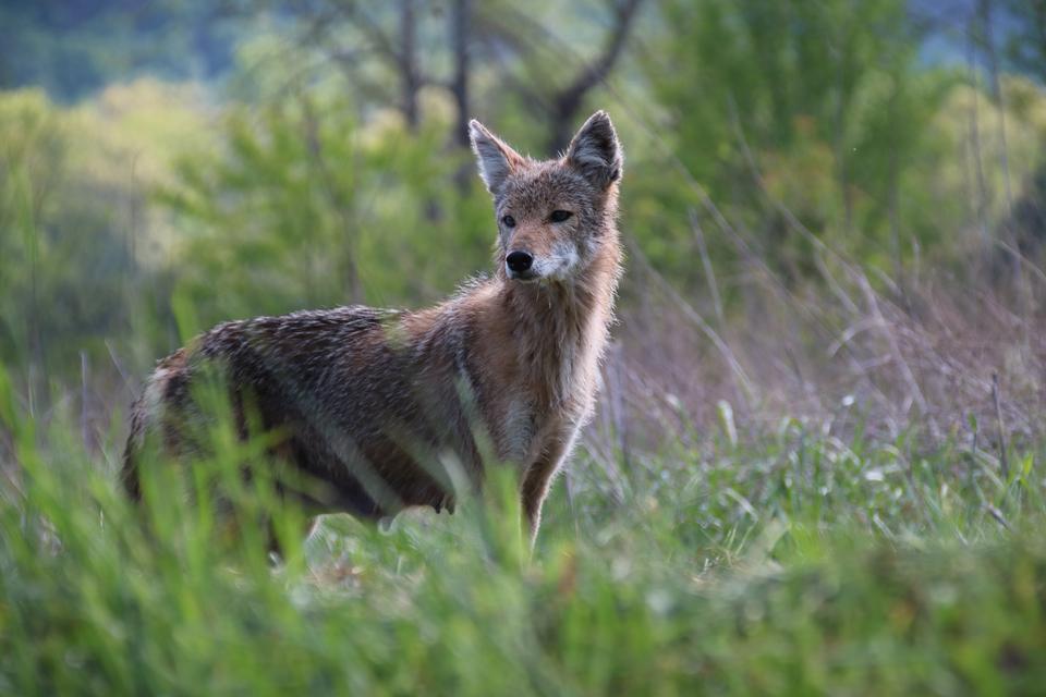 Free download high resolution image - free image free photo free stock image public domain picture  A lone coyote in a forest