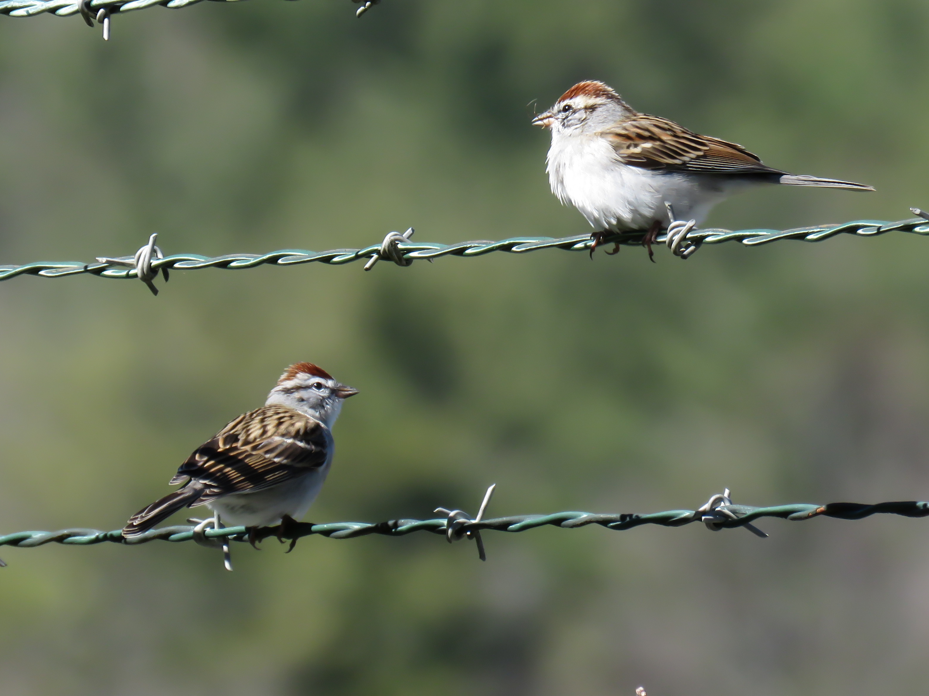 Free download high resolution image - free image free photo free stock image public domain picture -Chipping sparrow perched on a barbed wire