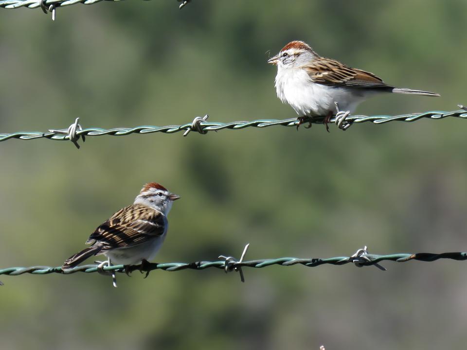 Free download high resolution image - free image free photo free stock image public domain picture  Chipping sparrow perched on a barbed wire