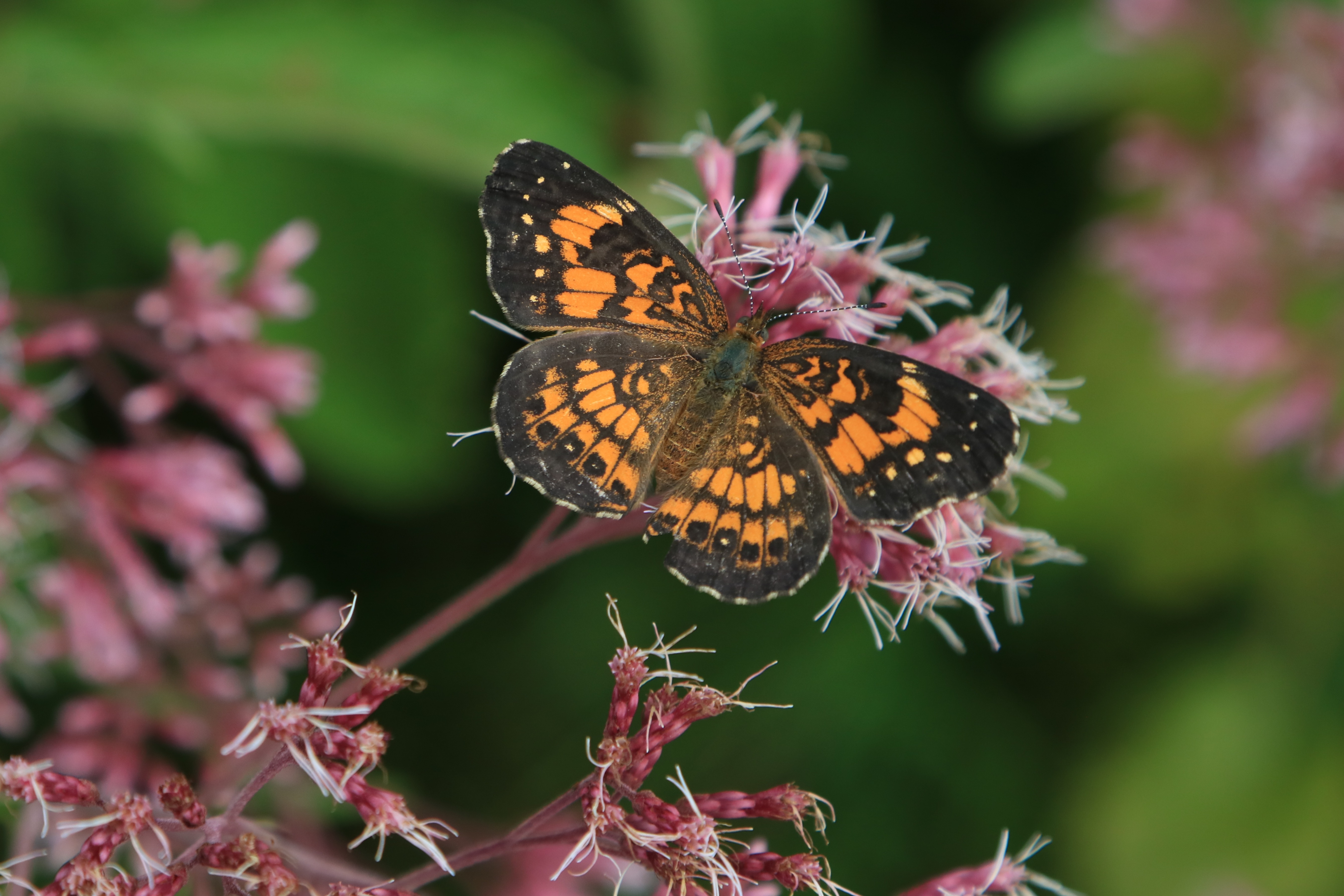 Free download high resolution image - free image free photo free stock image public domain picture -Closeup butterfly on flower