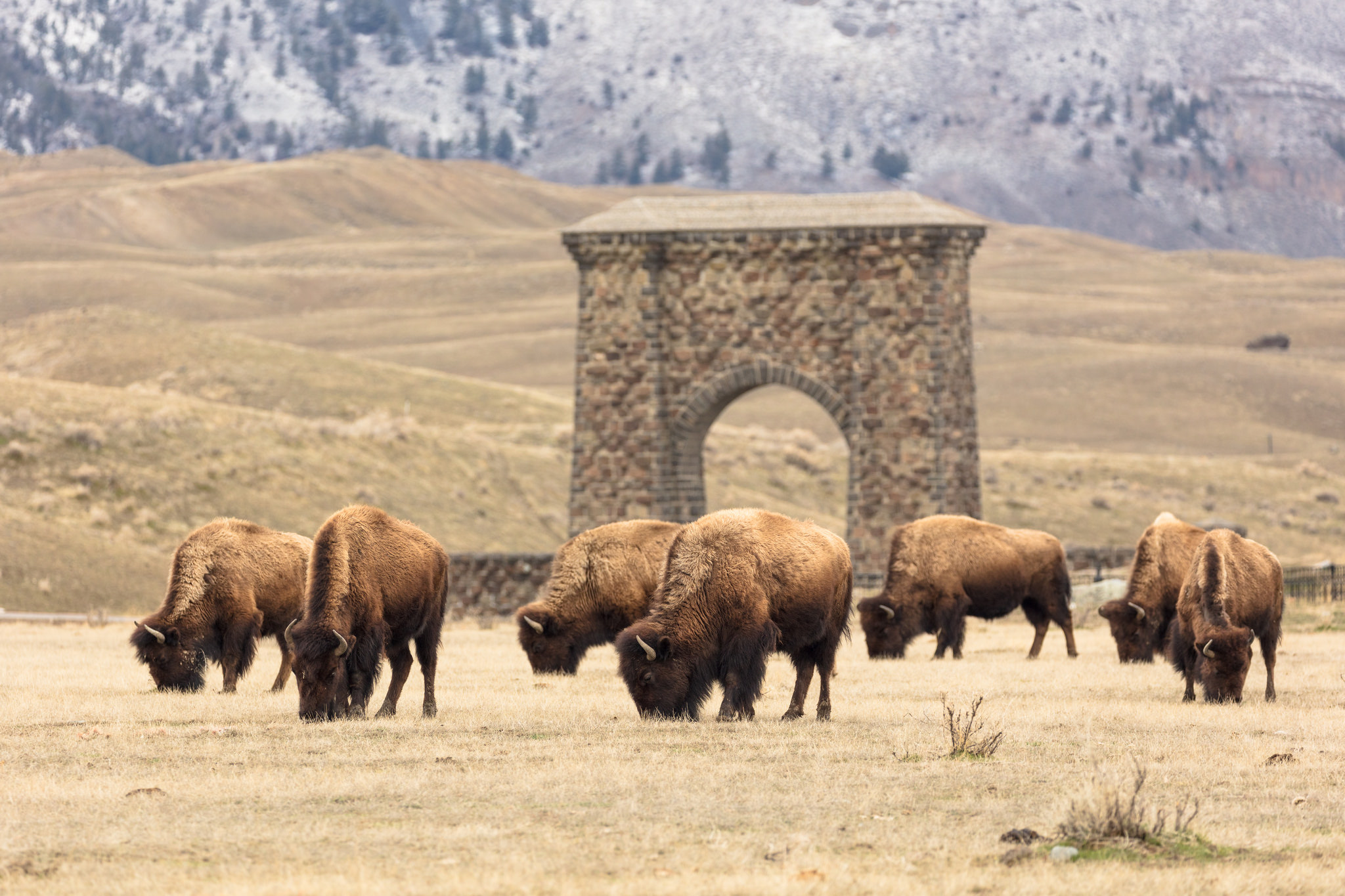 Free download high resolution image - free image free photo free stock image public domain picture -Bison in Yellowstone National Park, Gardiner, Montana