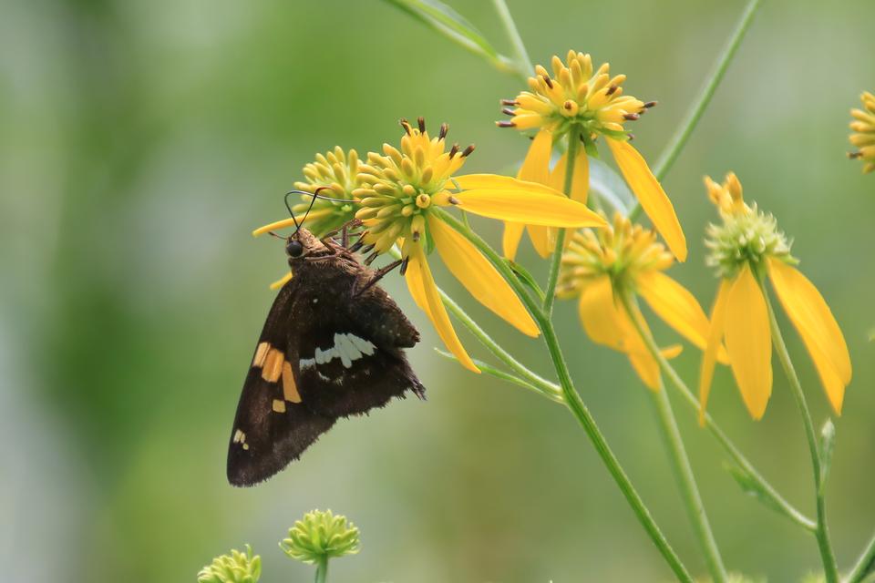 Free download high resolution image - free image free photo free stock image public domain picture  Closeup butterfly on flower