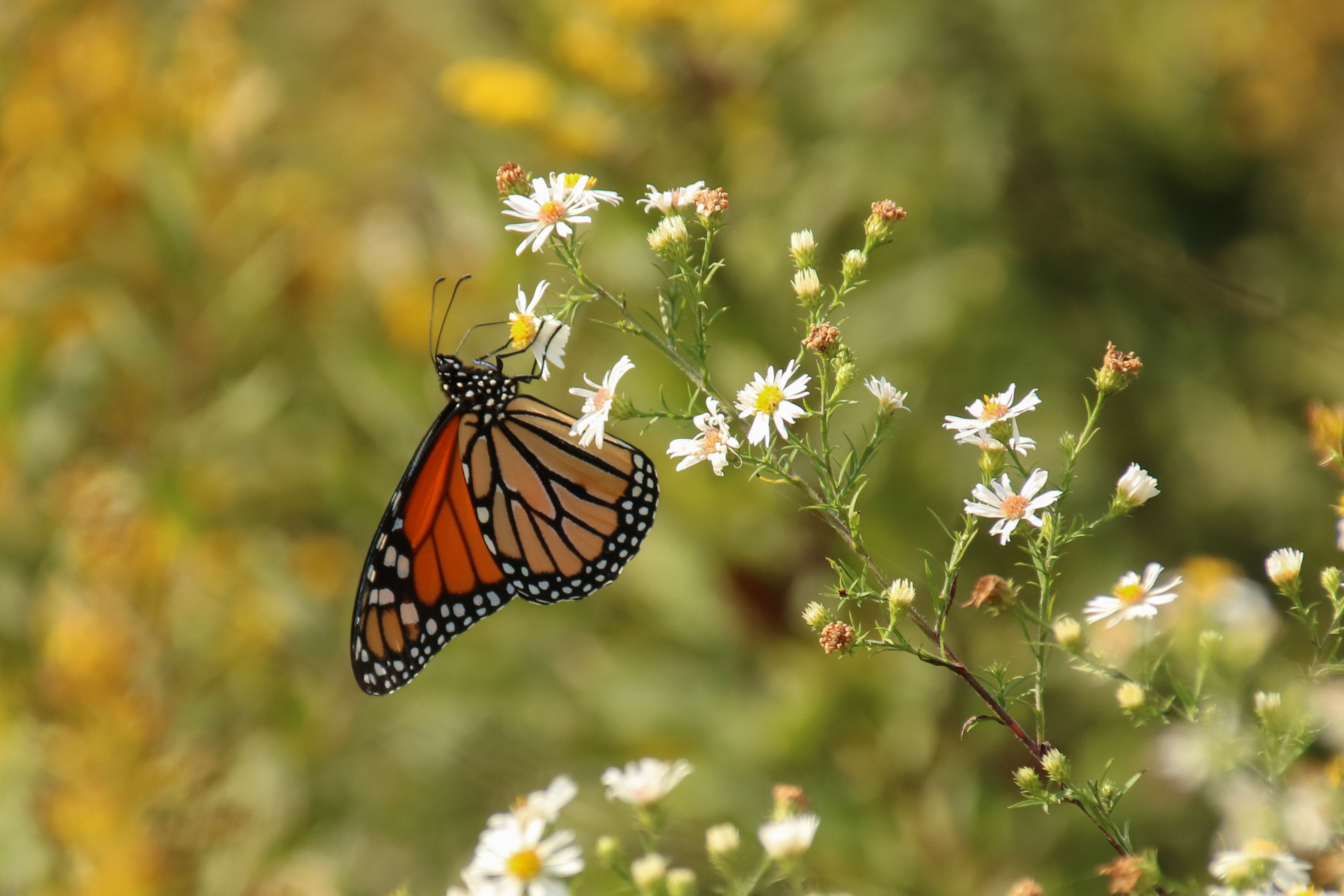 Free download high resolution image - free image free photo free stock image public domain picture -Closeup butterfly on flower