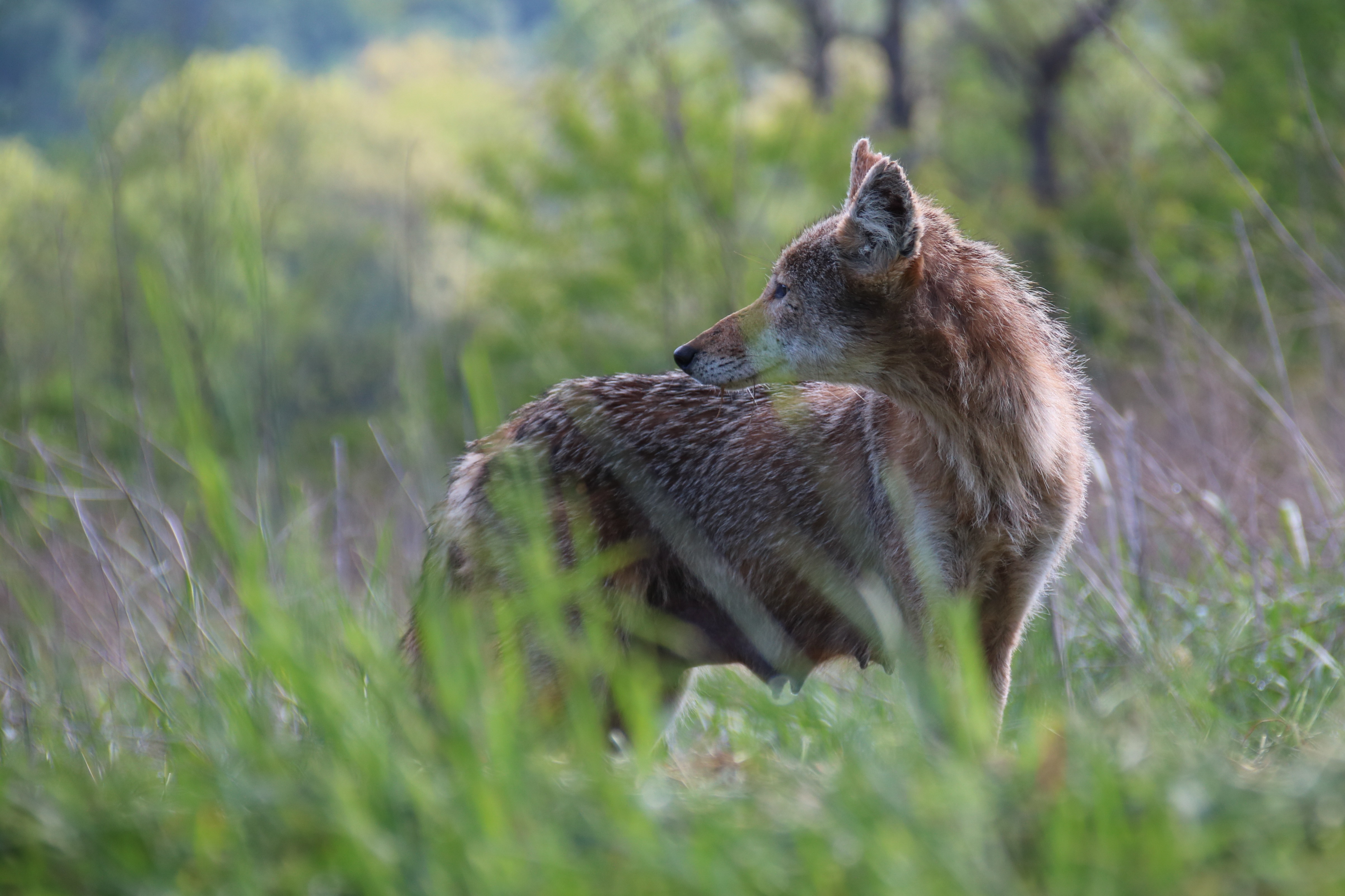 Free download high resolution image - free image free photo free stock image public domain picture -A lone coyote in a forest