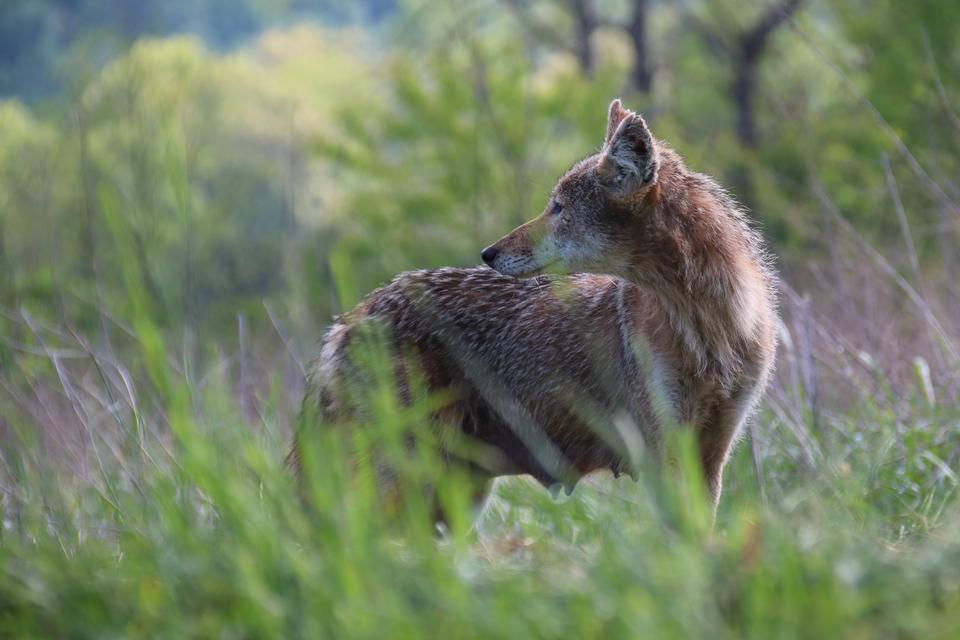 Free download high resolution image - free image free photo free stock image public domain picture  A lone coyote in a forest