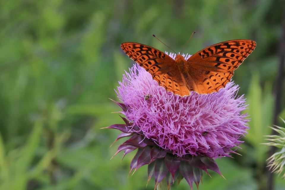 Free download high resolution image - free image free photo free stock image public domain picture  Closeup butterfly on flower