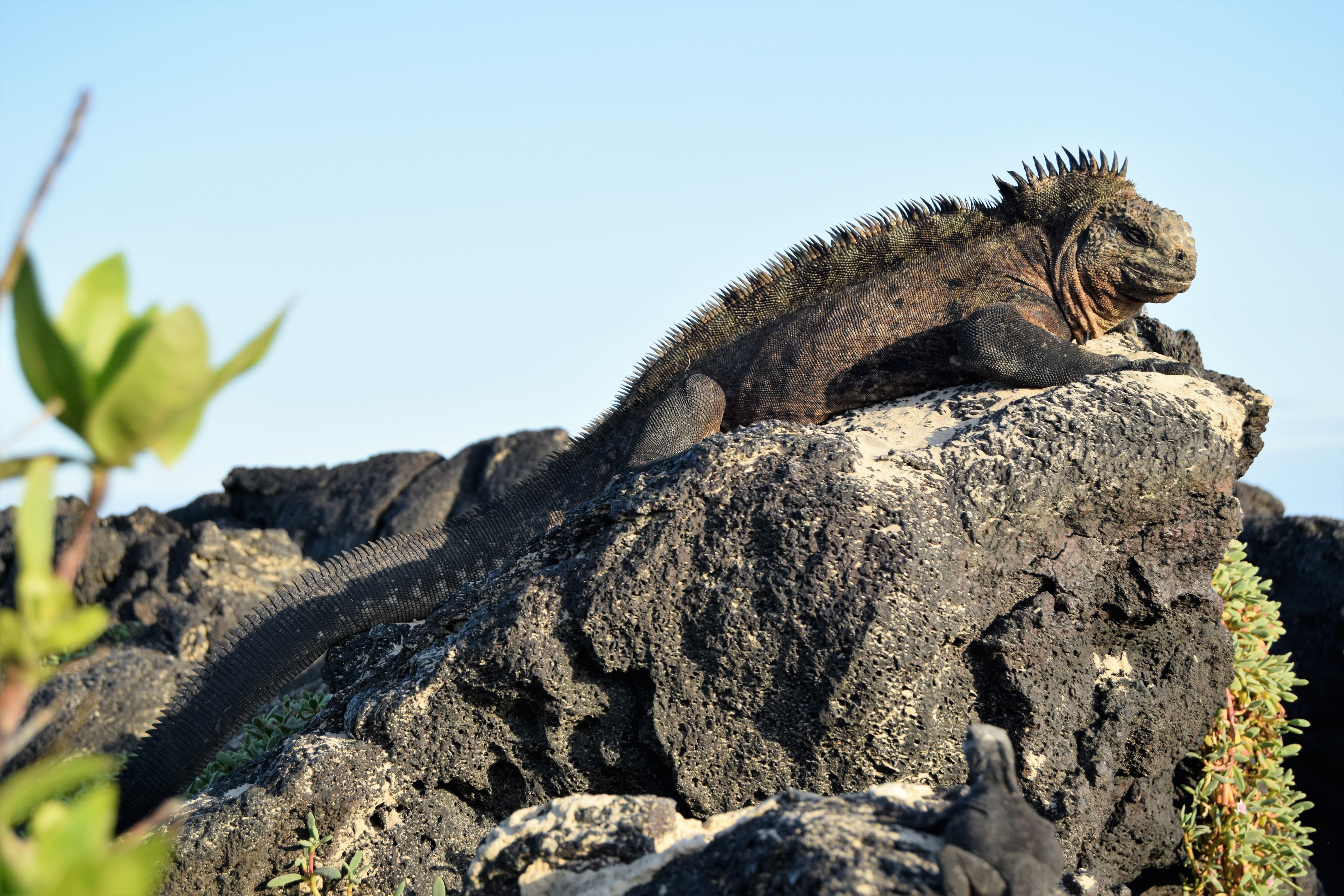 Free download high resolution image - free image free photo free stock image public domain picture -Iguana marine on Tortuga Bay in Puerto Ayora, Santa Cruz Island