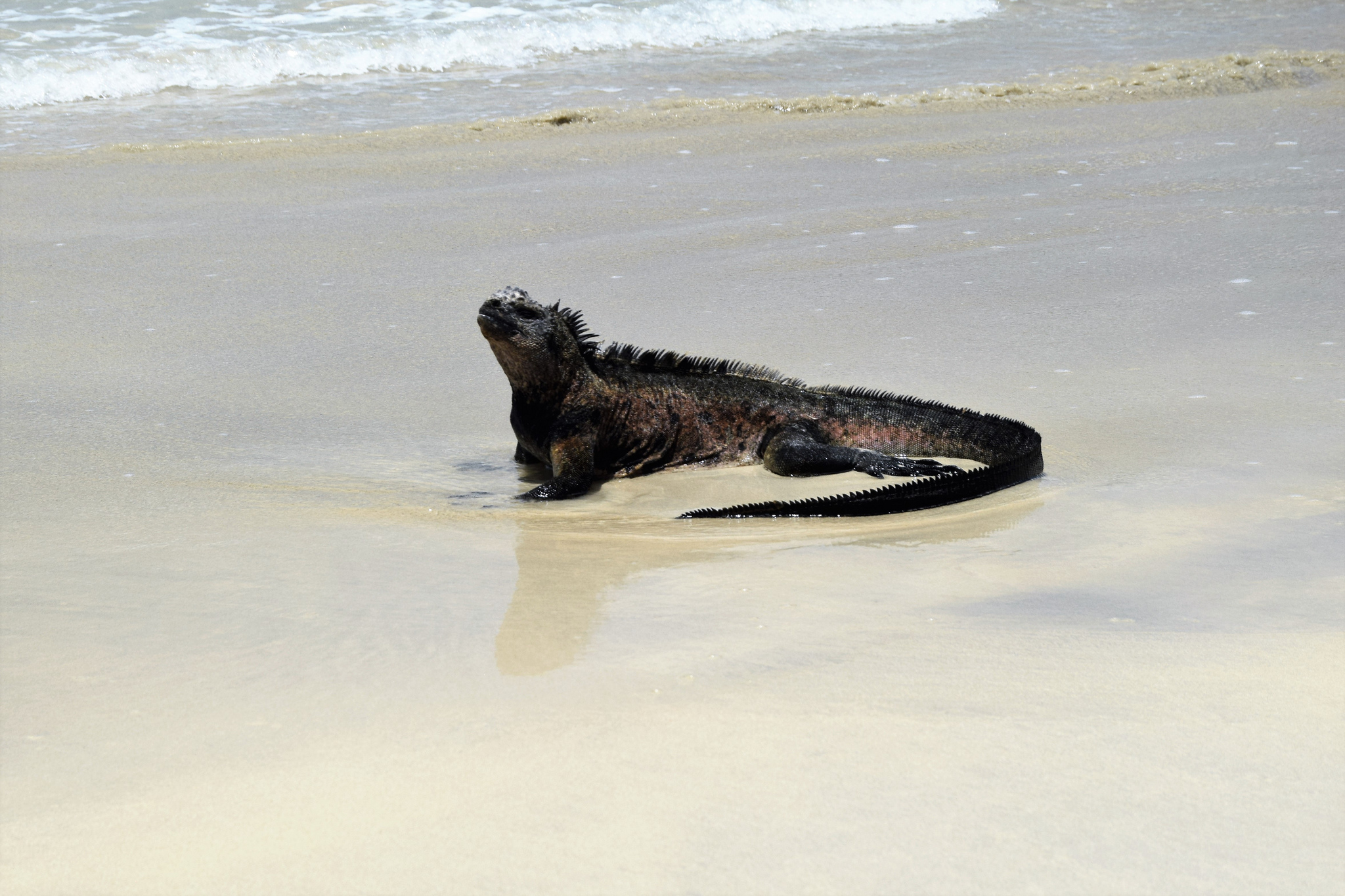 Free download high resolution image - free image free photo free stock image public domain picture -Iguana marine on Tortuga Bay in Puerto Ayora, Santa Cruz Island