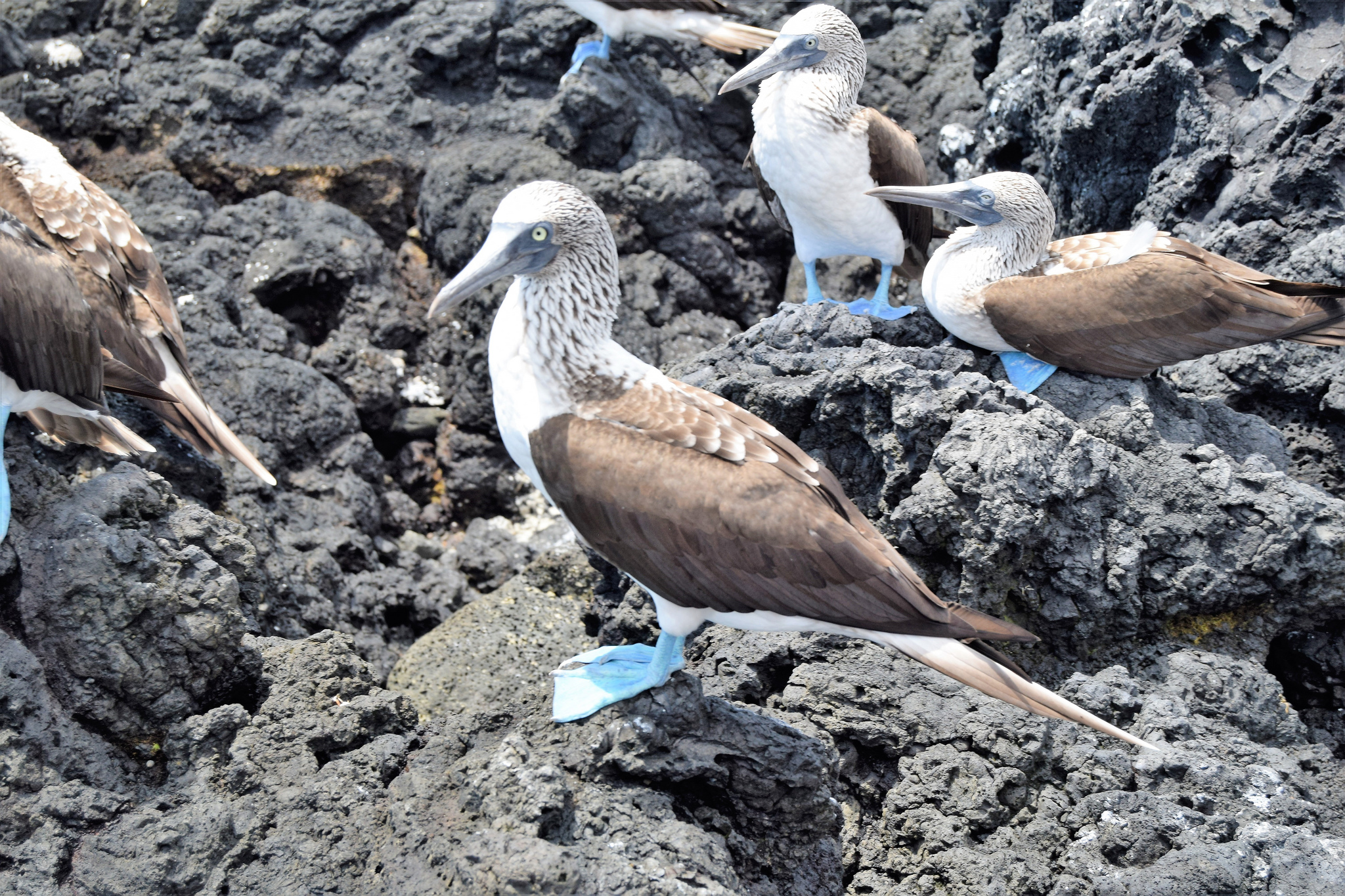 Free download high resolution image - free image free photo free stock image public domain picture -Blue footed boobies on a rock, Isabela island, Ecuador