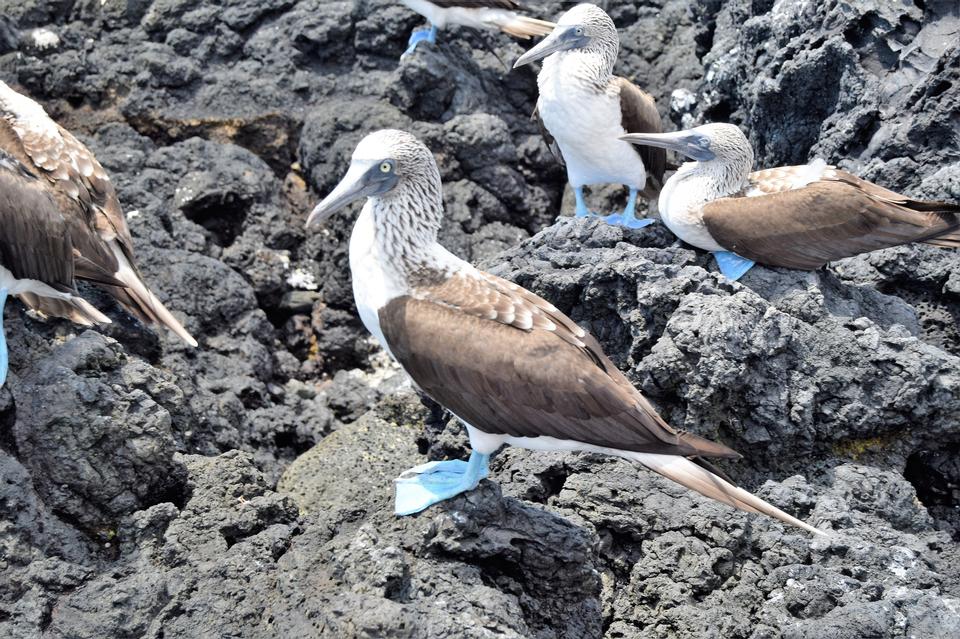 Free download high resolution image - free image free photo free stock image public domain picture  Blue footed boobies on a rock, Isabela island, Ecuador