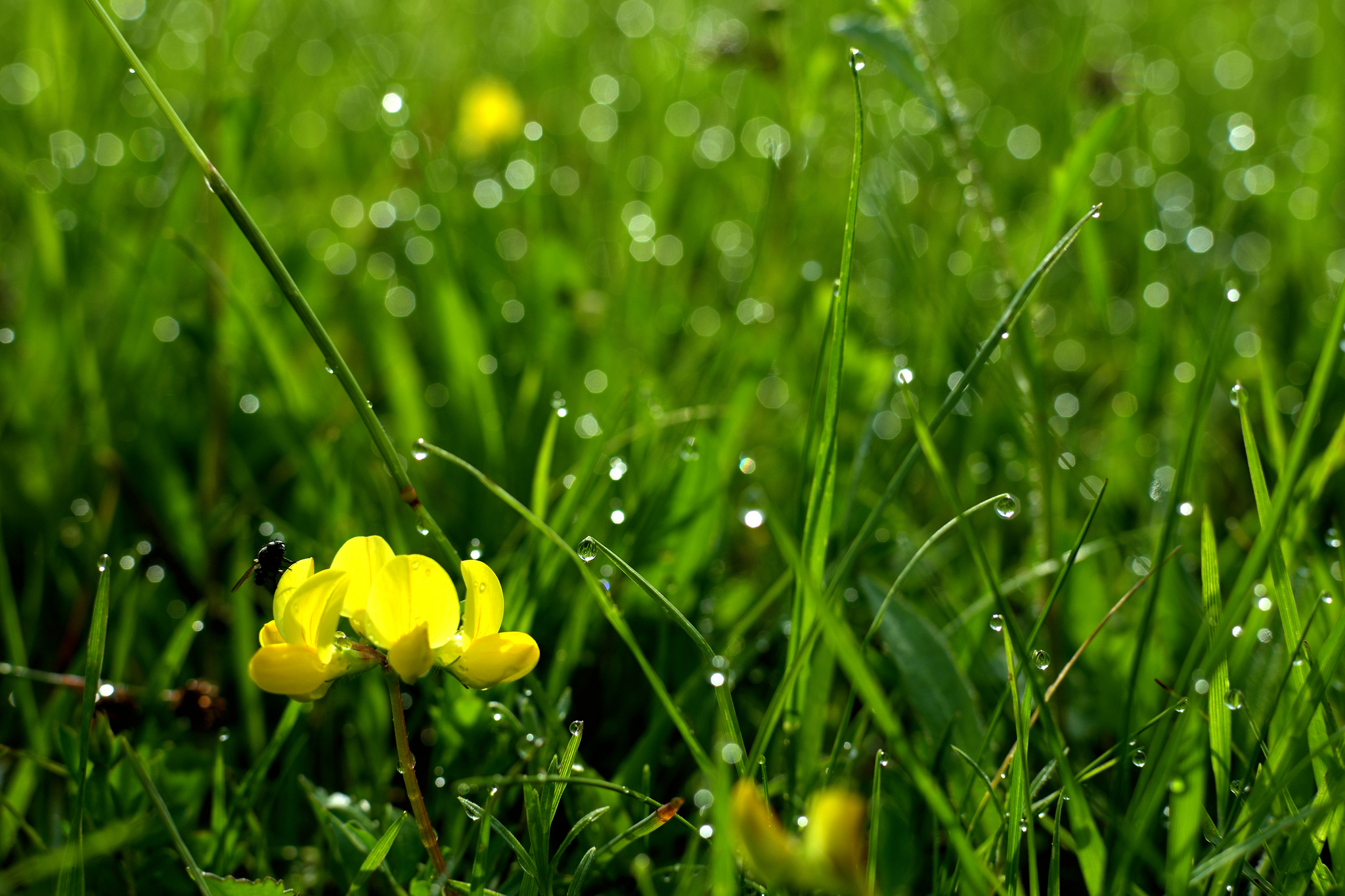 Free download high resolution image - free image free photo free stock image public domain picture -leaf green macro with drops with yellow flower