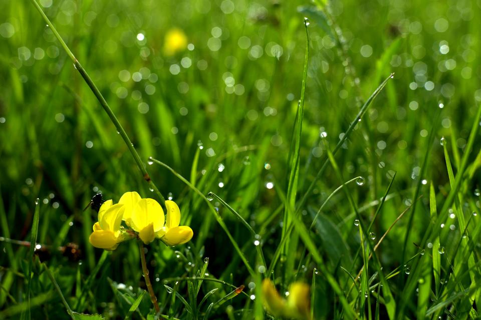 Free download high resolution image - free image free photo free stock image public domain picture  leaf green macro with drops with yellow flower