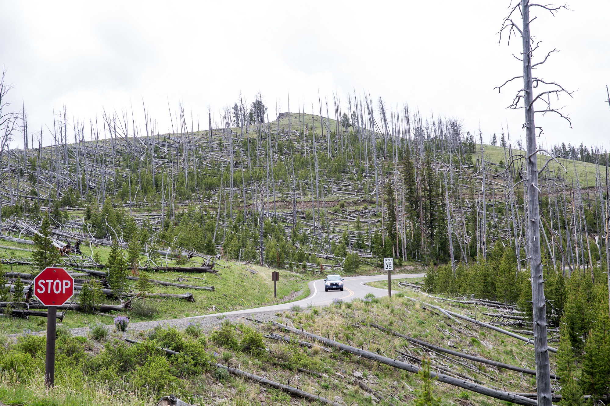 Free download high resolution image - free image free photo free stock image public domain picture -Mount Washburn, Yellowstone National Park