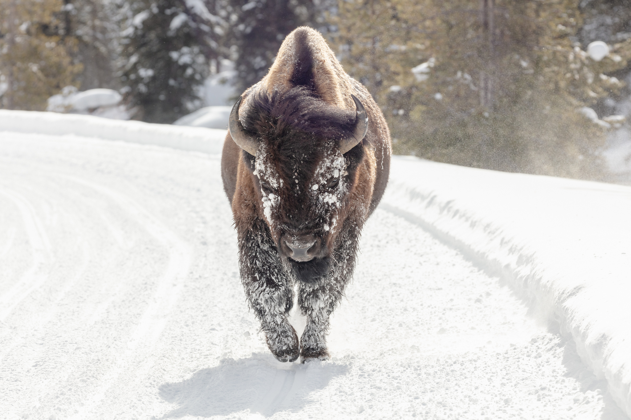 Free download high resolution image - free image free photo free stock image public domain picture -A bull bison walks down the road along the Firehole River