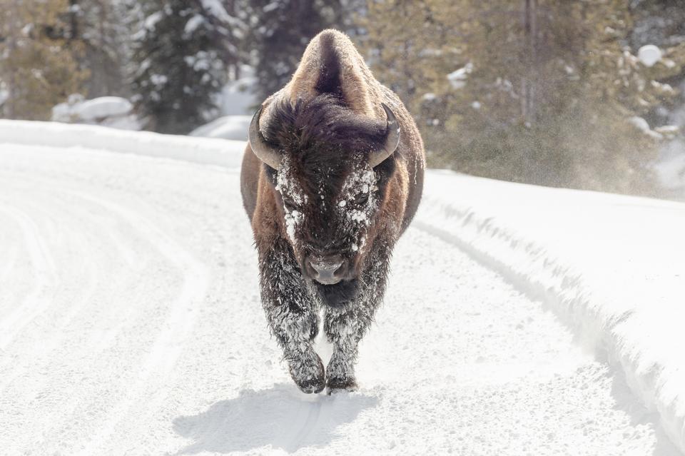 Free download high resolution image - free image free photo free stock image public domain picture  A bull bison walks down the road along the Firehole River