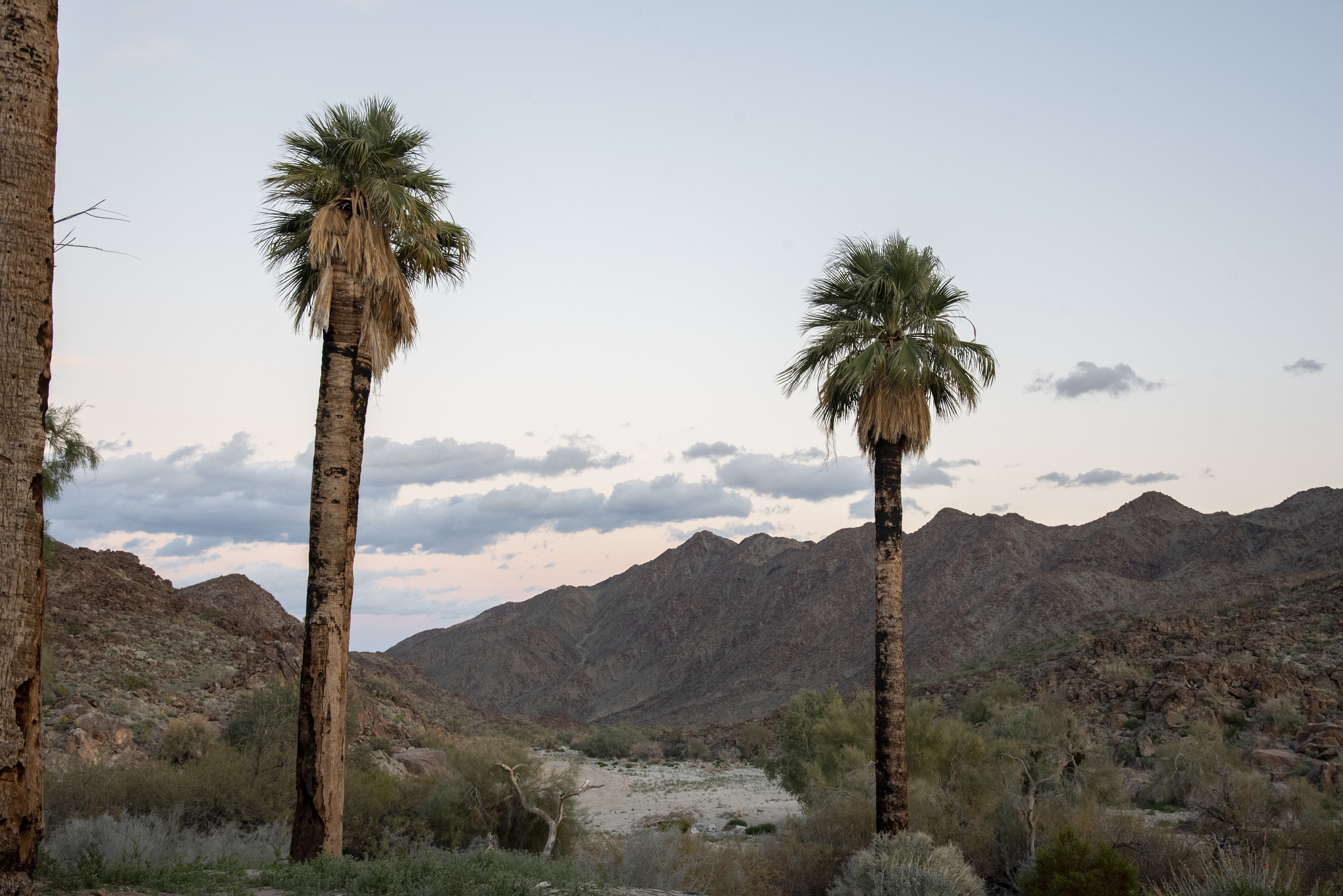 Free download high resolution image - free image free photo free stock image public domain picture -The Corn Springs Campground in Chuckwalla Mountain