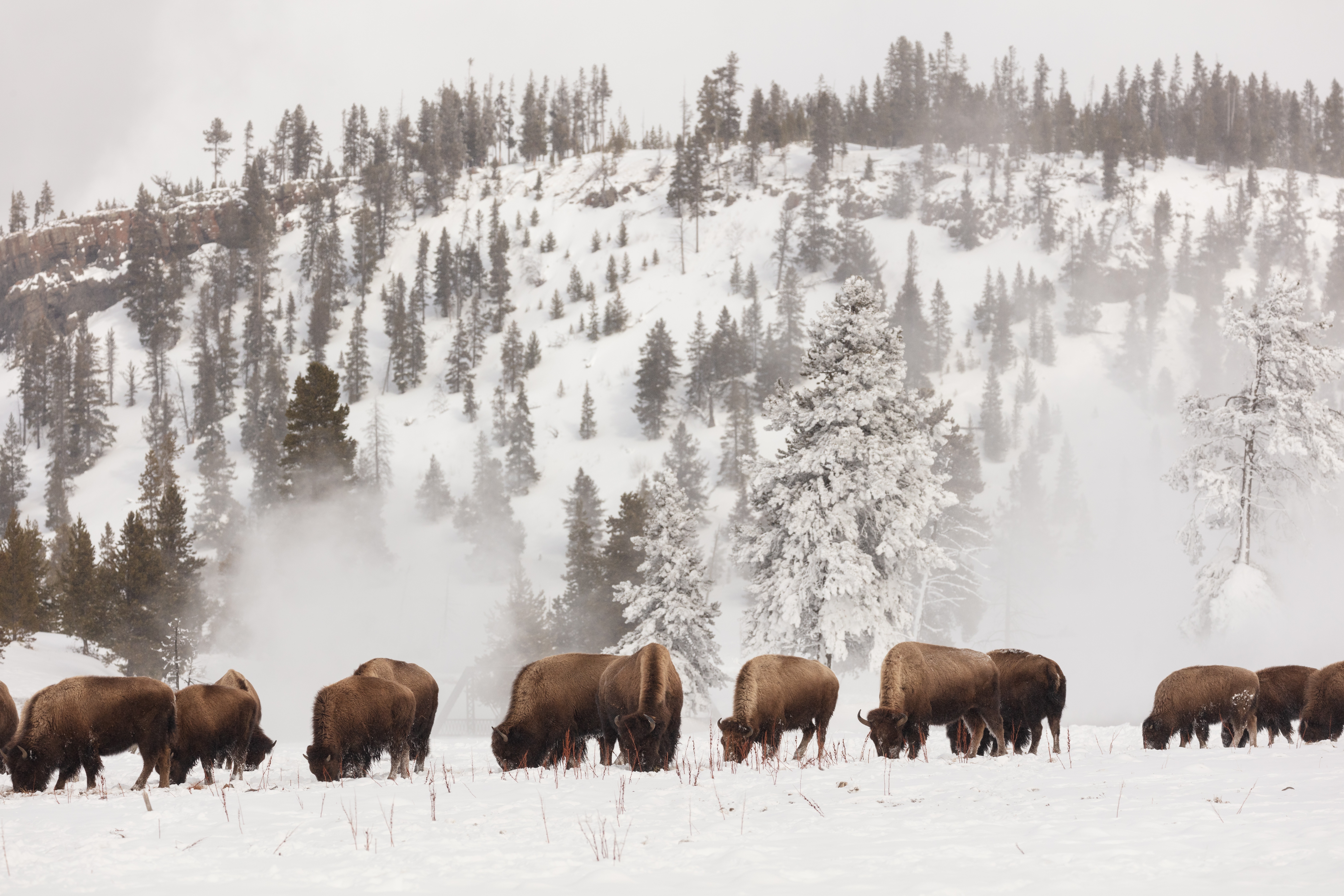 Free download high resolution image - free image free photo free stock image public domain picture -Young bison spar along the Firehole River