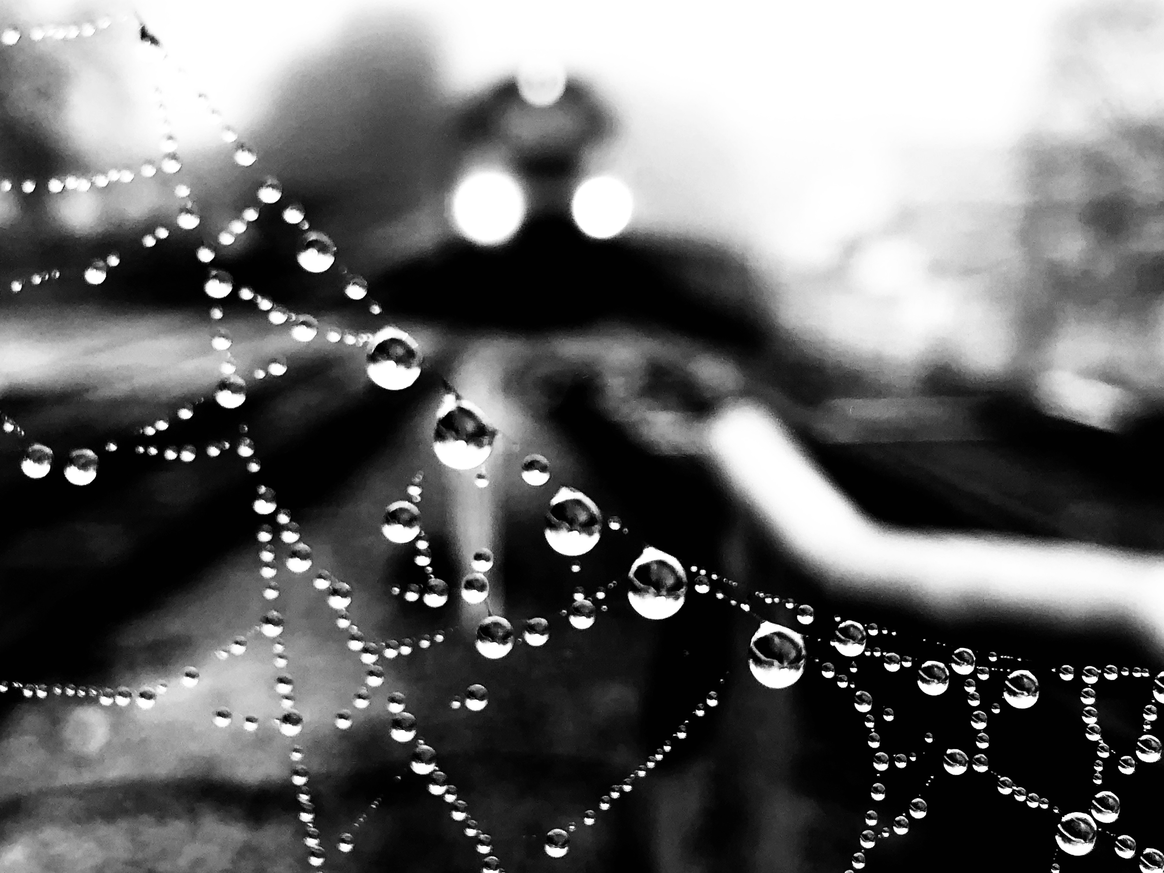 Free download high resolution image - free image free photo free stock image public domain picture -Spider web with water drops