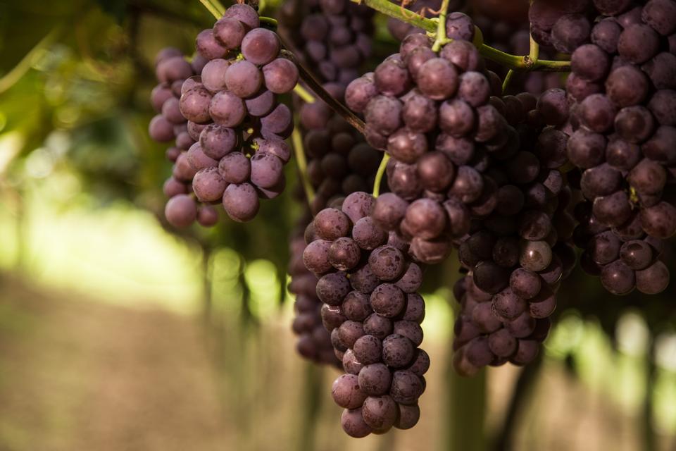 Free download high resolution image - free image free photo free stock image public domain picture  Close-up of bunches of ripe red wine grapes on vine