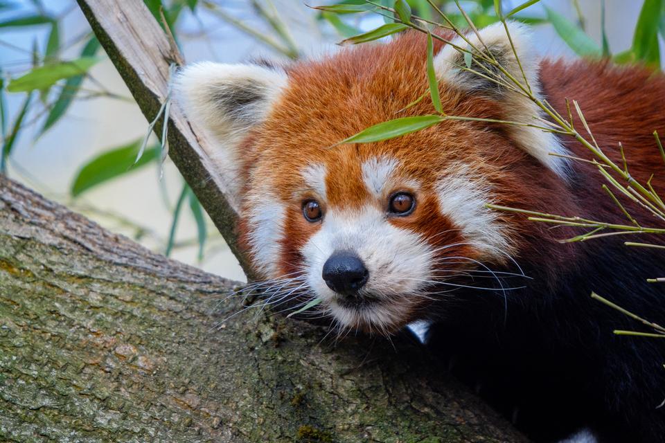 Free download high resolution image - free image free photo free stock image public domain picture  Red panda napping in a large tree