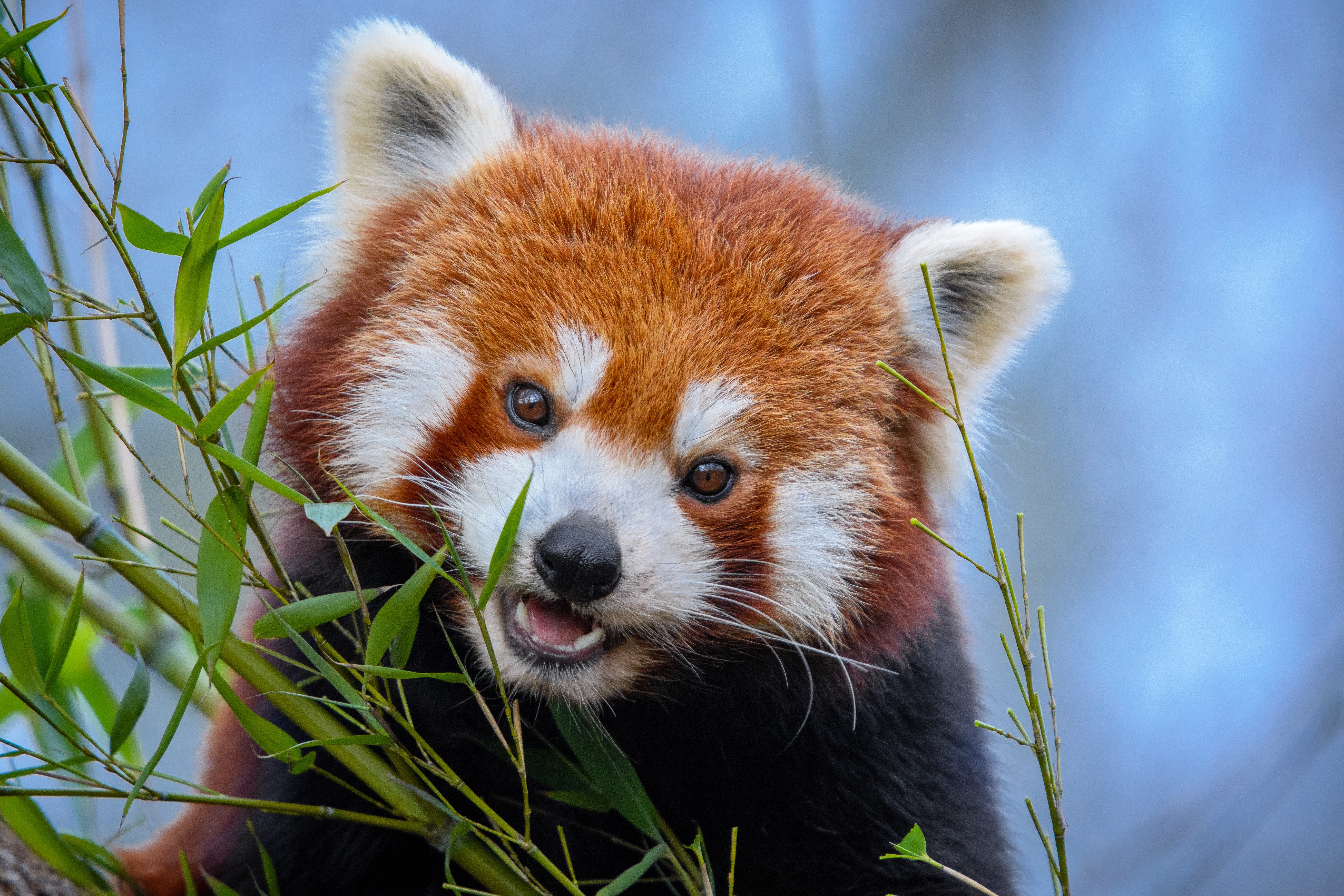 Free download high resolution image - free image free photo free stock image public domain picture -Red panda napping in a large tree