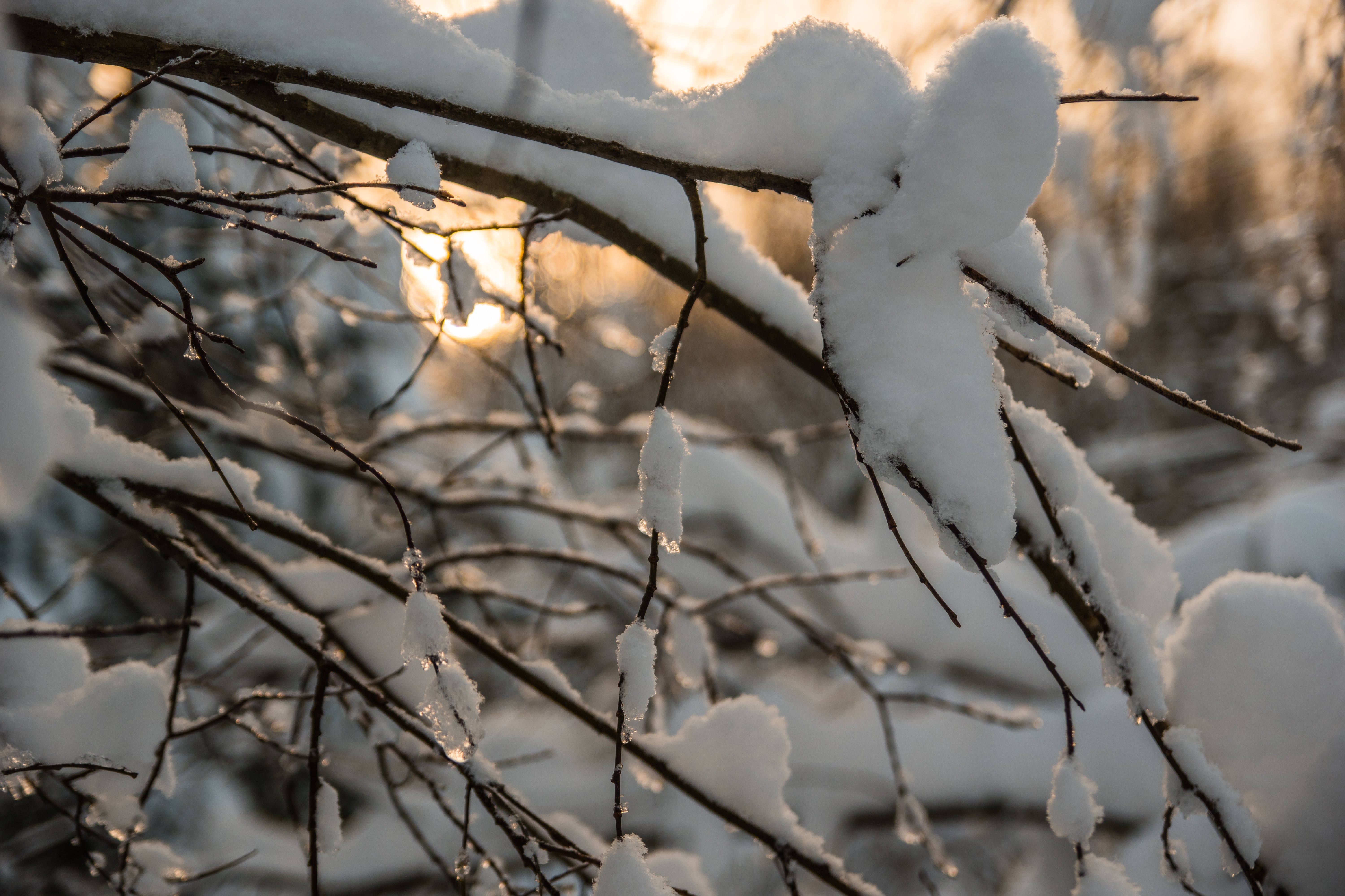 Free download high resolution image - free image free photo free stock image public domain picture -A branch of a tree covered with fluffy snow