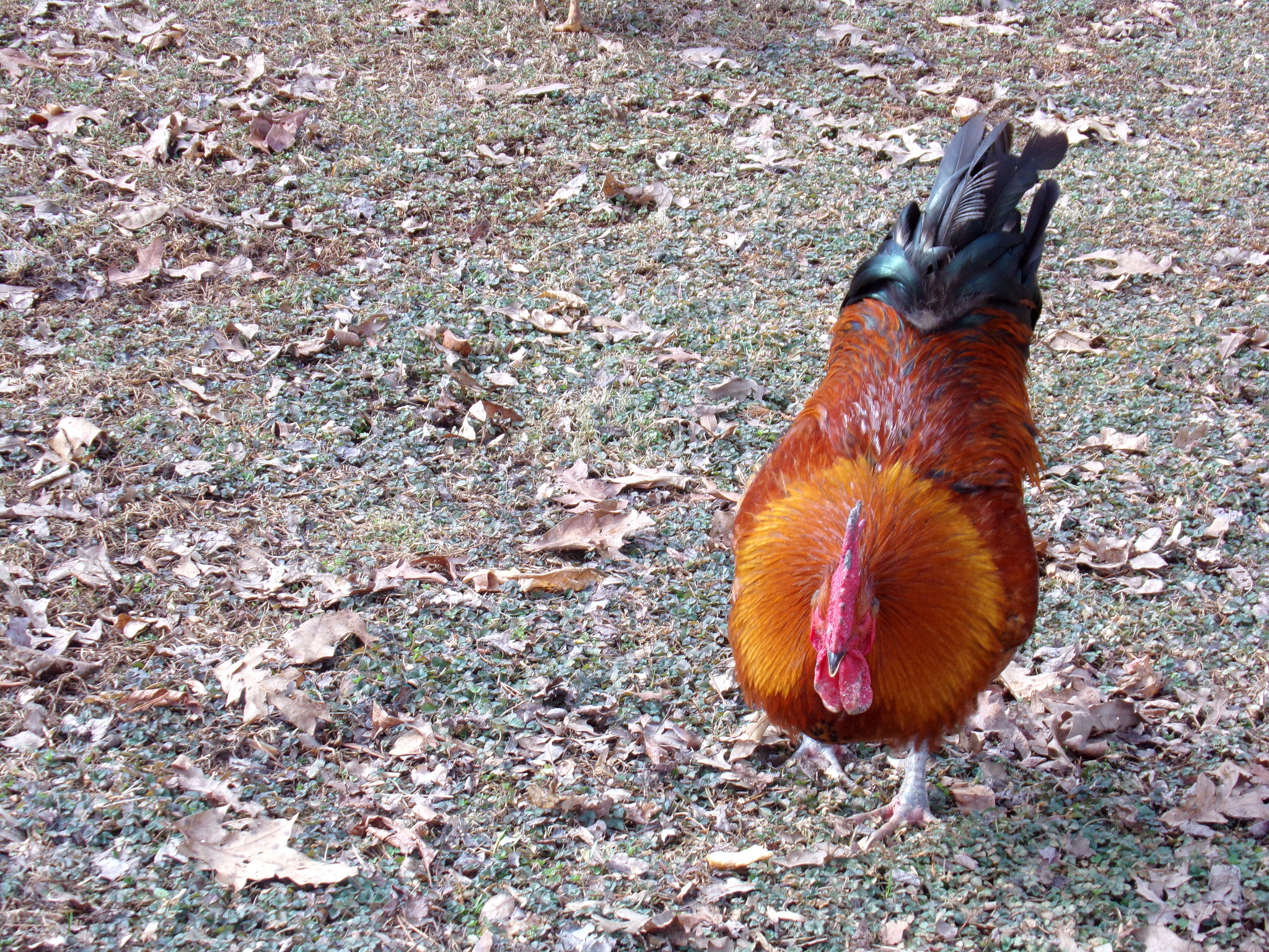 Free download high resolution image - free image free photo free stock image public domain picture -Big nice beautiful red brown hens feeding outdoors