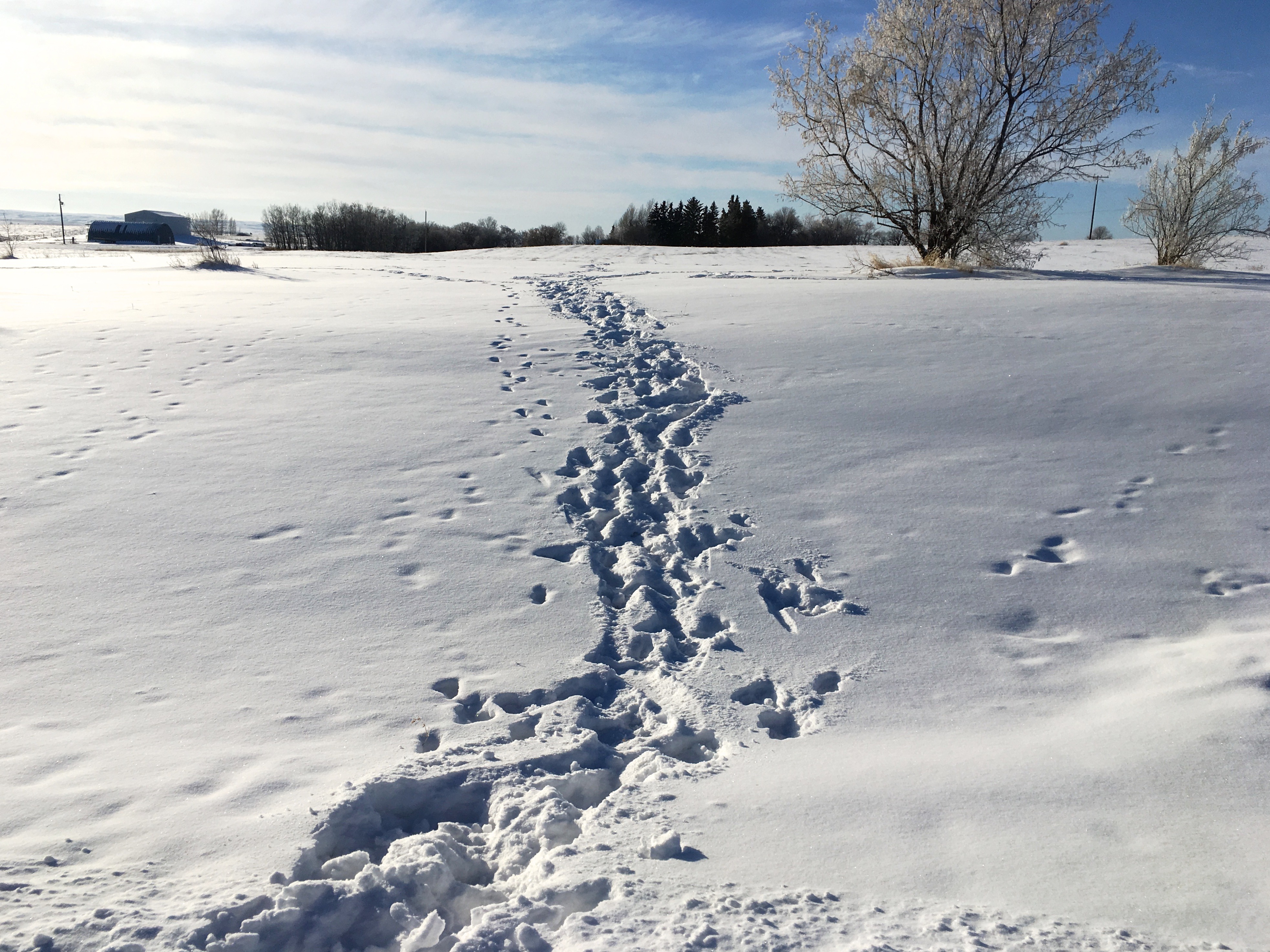 Free download high resolution image - free image free photo free stock image public domain picture -Footprints in deep snow and a tree on horizon