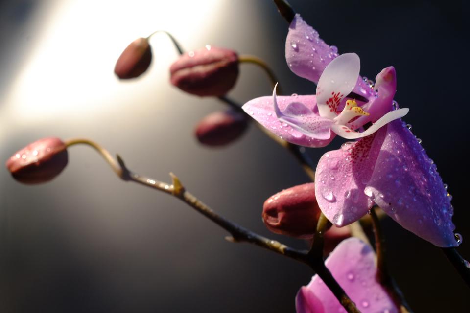 Free download high resolution image - free image free photo free stock image public domain picture  Small Purple Flowers