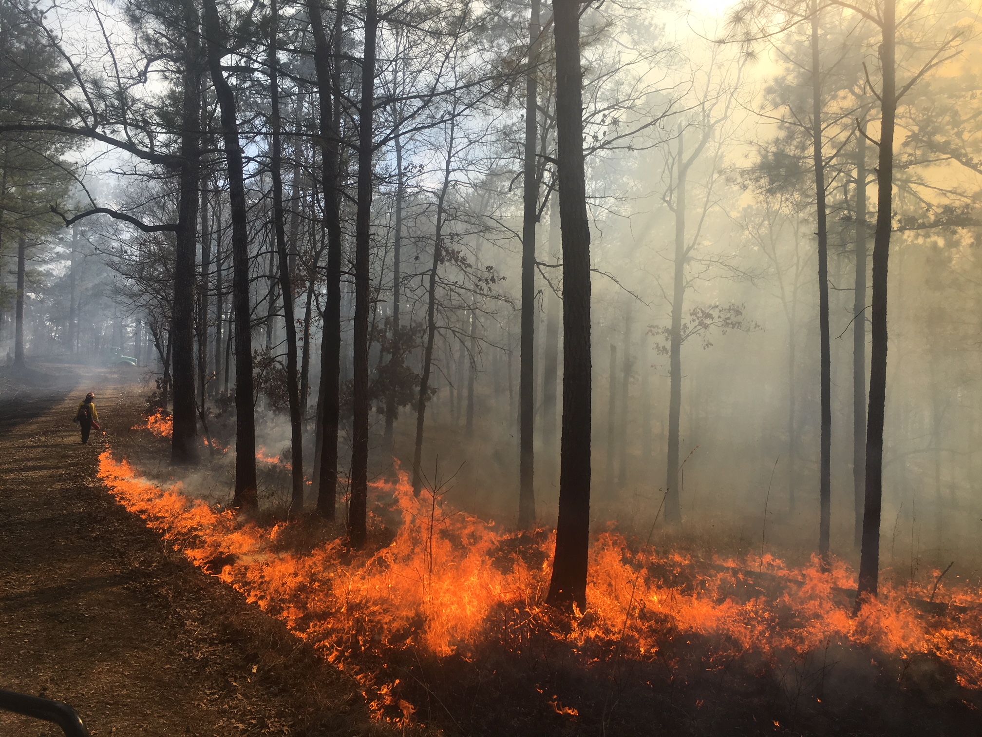 Free download high resolution image - free image free photo free stock image public domain picture -Forest fire. Burned trees after wildfire, pollution