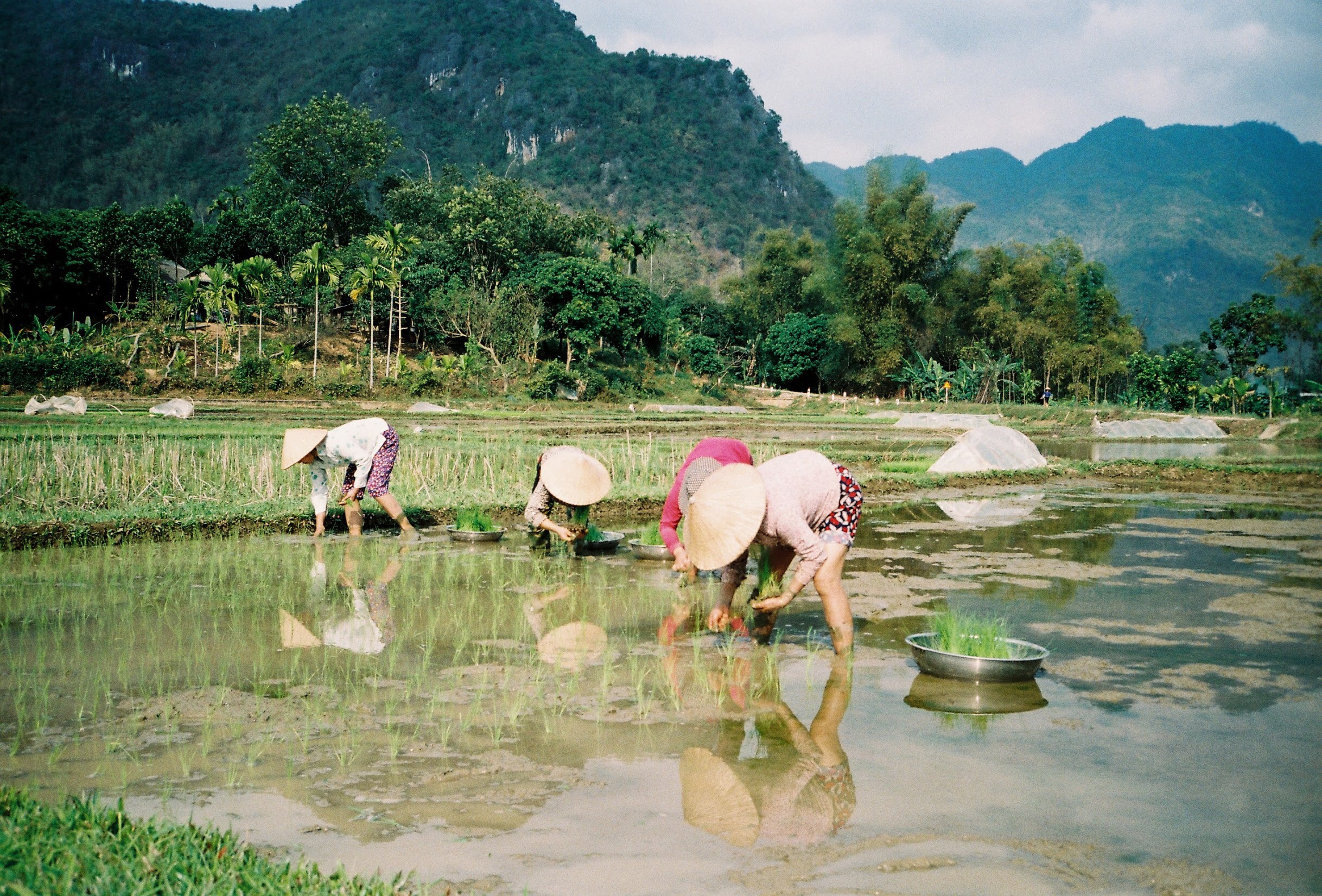 Free download high resolution image - free image free photo free stock image public domain picture -The Farmer planting on the organic paddy rice farmland