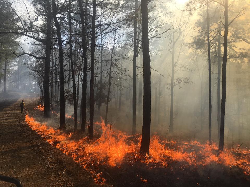 Free download high resolution image - free image free photo free stock image public domain picture  Forest fire. Burned trees after wildfire, pollution