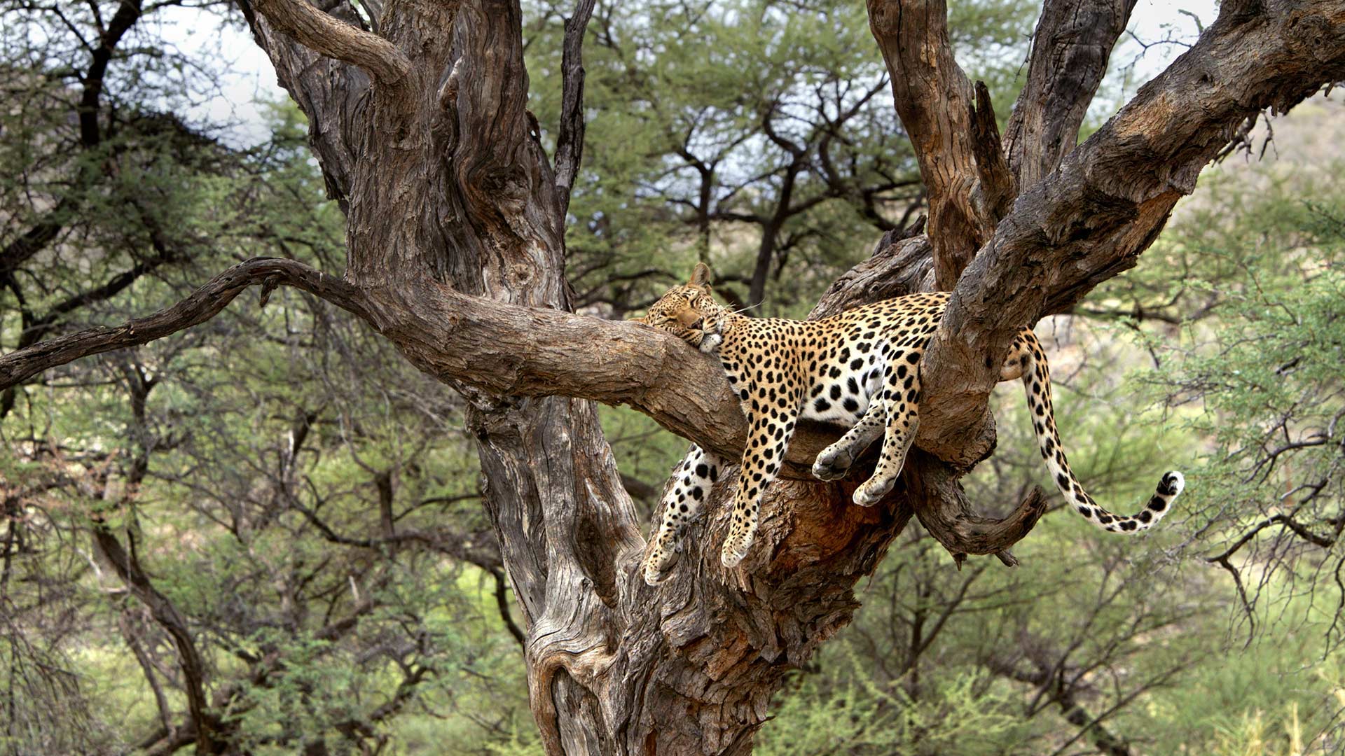 Free download high resolution image - free image free photo free stock image public domain picture -Leopard lounging in a tree