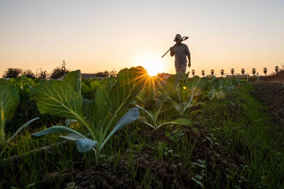 Free download high resolution image - free image free photo free stock image public domain picture  Senior farmer standing in a field