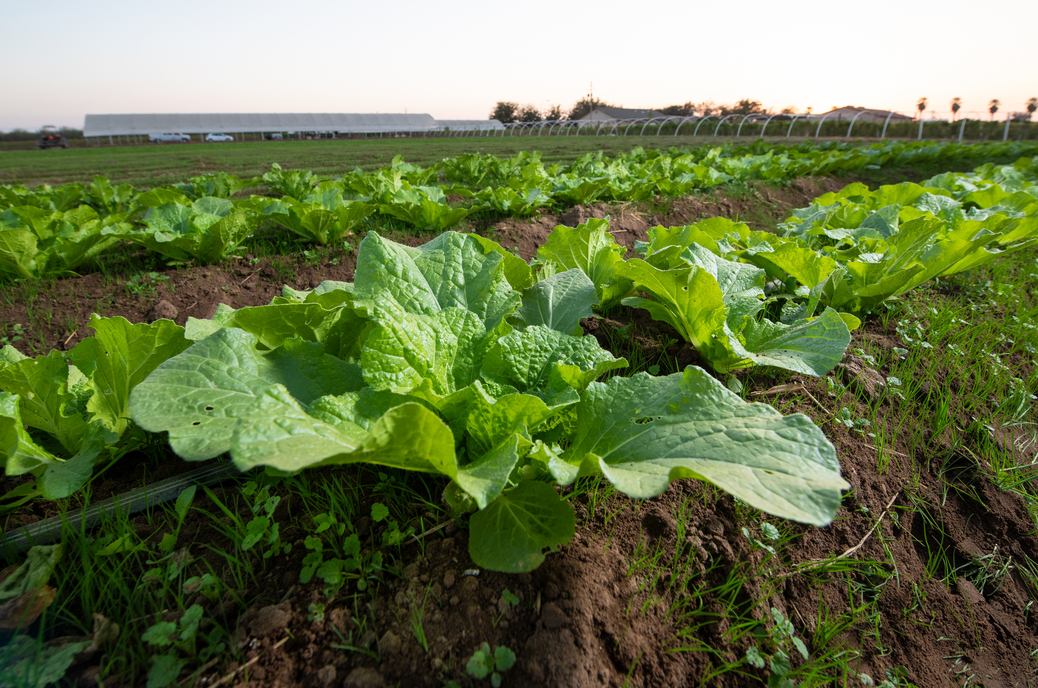 Free download high resolution image - free image free photo free stock image public domain picture -Landscape view of a freshly growing cabbage field