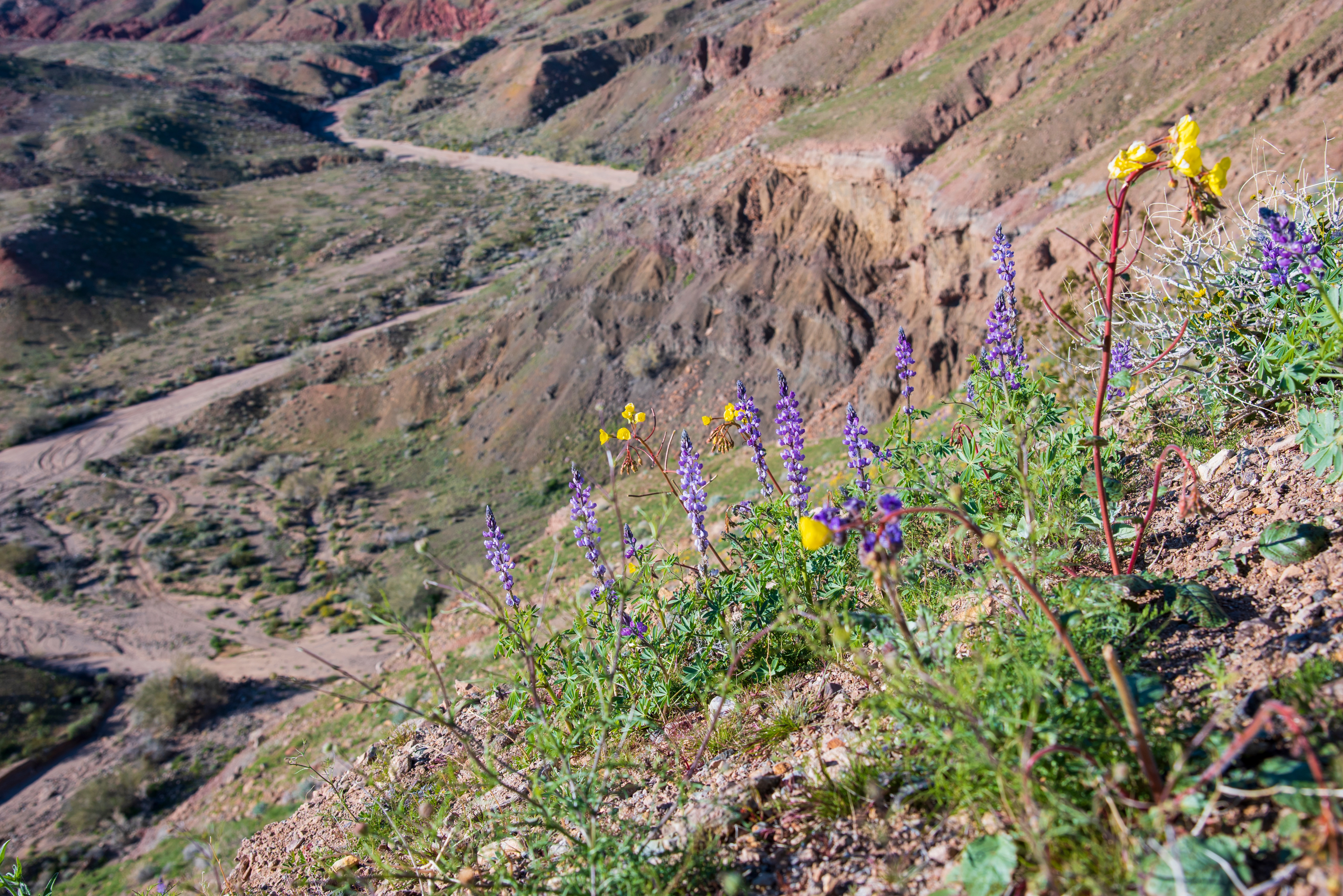 Free download high resolution image - free image free photo free stock image public domain picture -Red Canyon Jeep Road