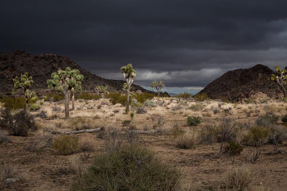 Free download high resolution image - free image free photo free stock image public domain picture  Boulders and Joshua Trees in Joshua Tree National Park